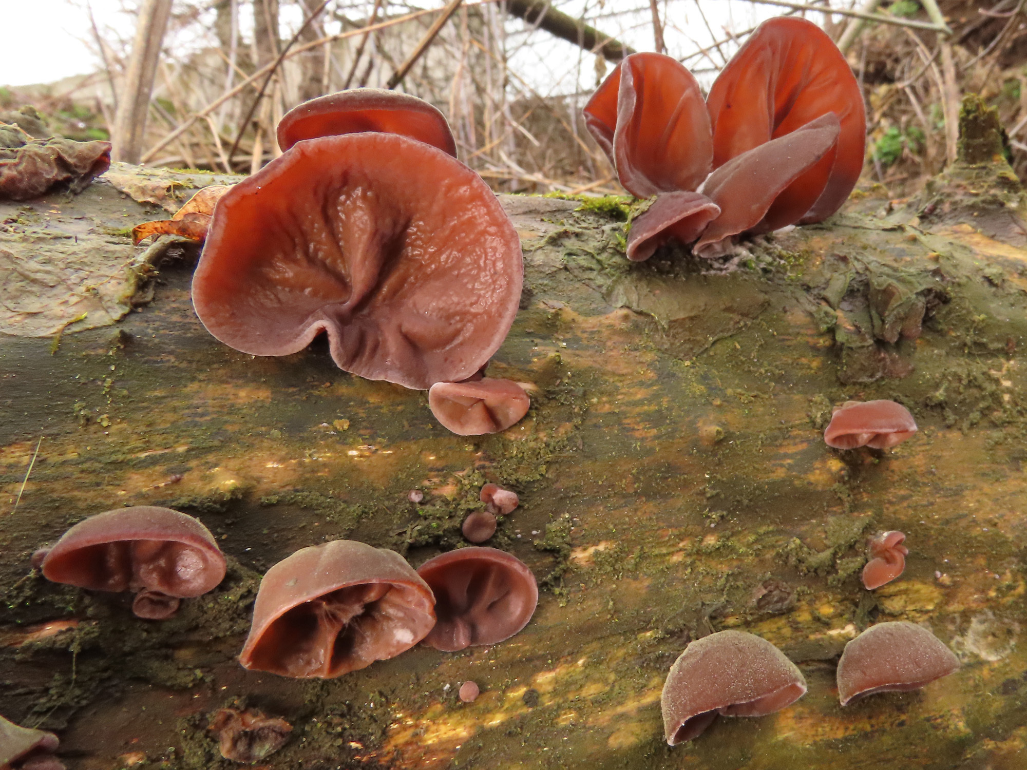 Jelly ear mushrooms, Auricularia auricula judae, Inaturalist NZ, Food, 2000x1500 HD Desktop