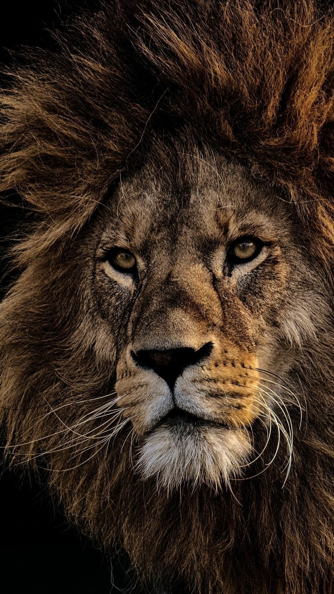 Lion: Stars of movies and characters in books, lions are at the top of the food chain. 1080x1920 Full HD Wallpaper.