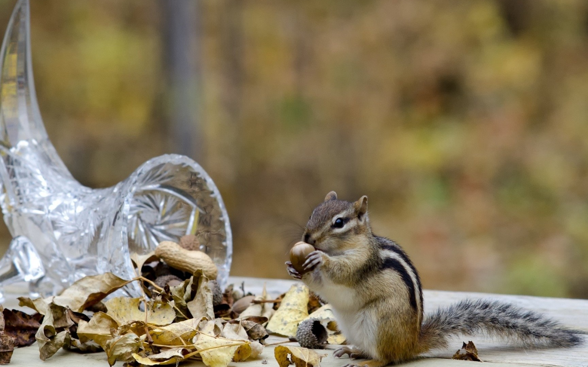 Chipmunk: The average lifespan in the wild is between 2 and 3 years. 1920x1200 HD Background.