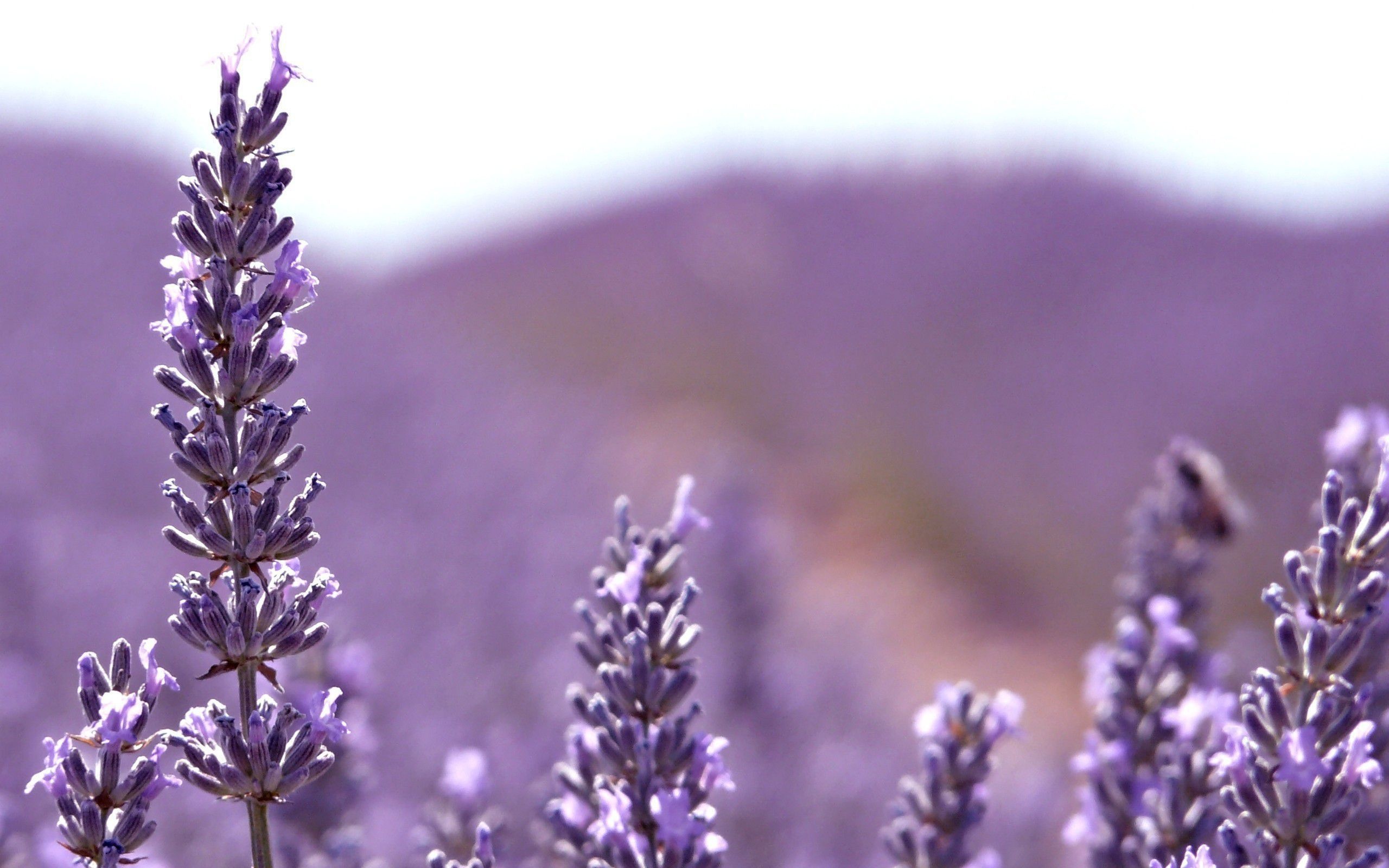 Latest HD wallpapers, Flowers lavender, Nature's gift, Floral beauty, 2560x1600 HD Desktop