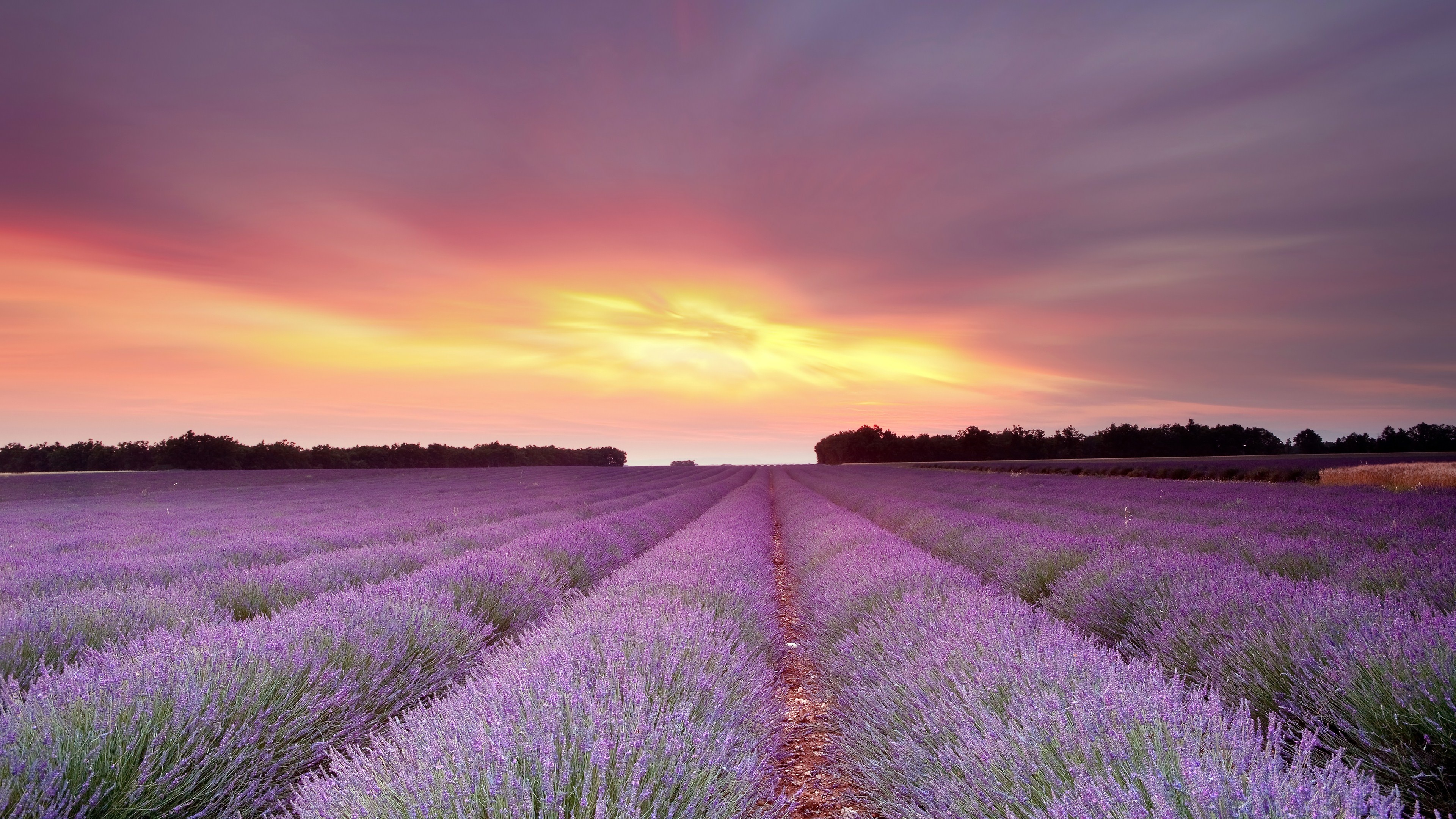Lavender 4K Ultra HD, Wallpaper background image, Lavender bliss, Nature's beauty, 3840x2160 4K Desktop