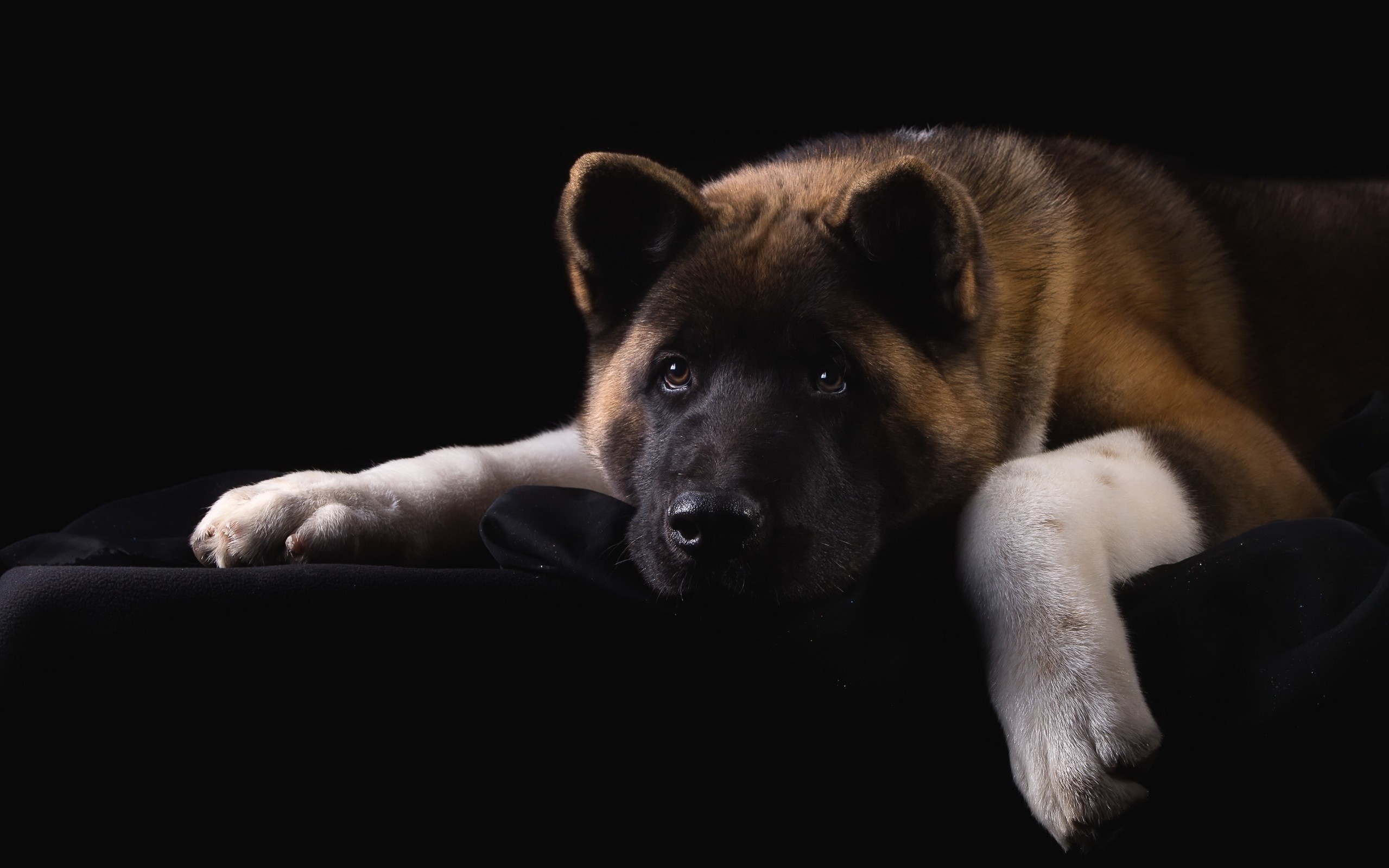 Akita wallpapers, Photographic beauty, Canine companions, Stunning desktop backgrounds, 2560x1600 HD Desktop