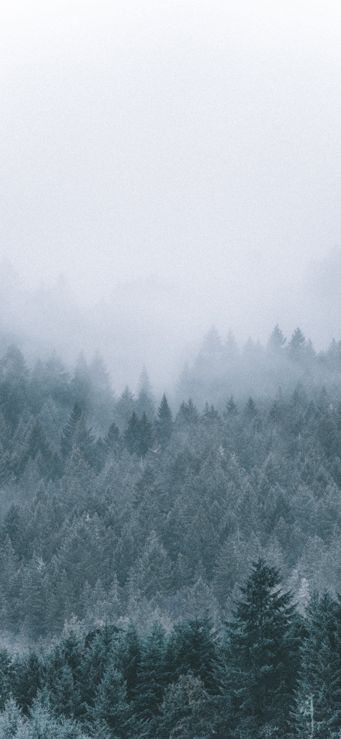 Foggy scenery, Icy green pine trees, Misty iPhone wallpapers, Pokmon Misty, 1130x2440 HD Handy