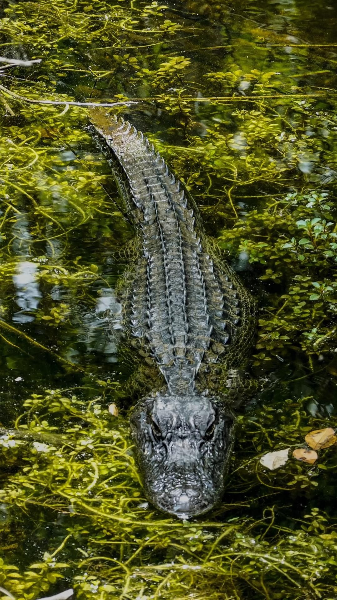 Crocodile: The most dangerous species in Africa, Wildlife, Alligator. 1080x1920 Full HD Wallpaper.