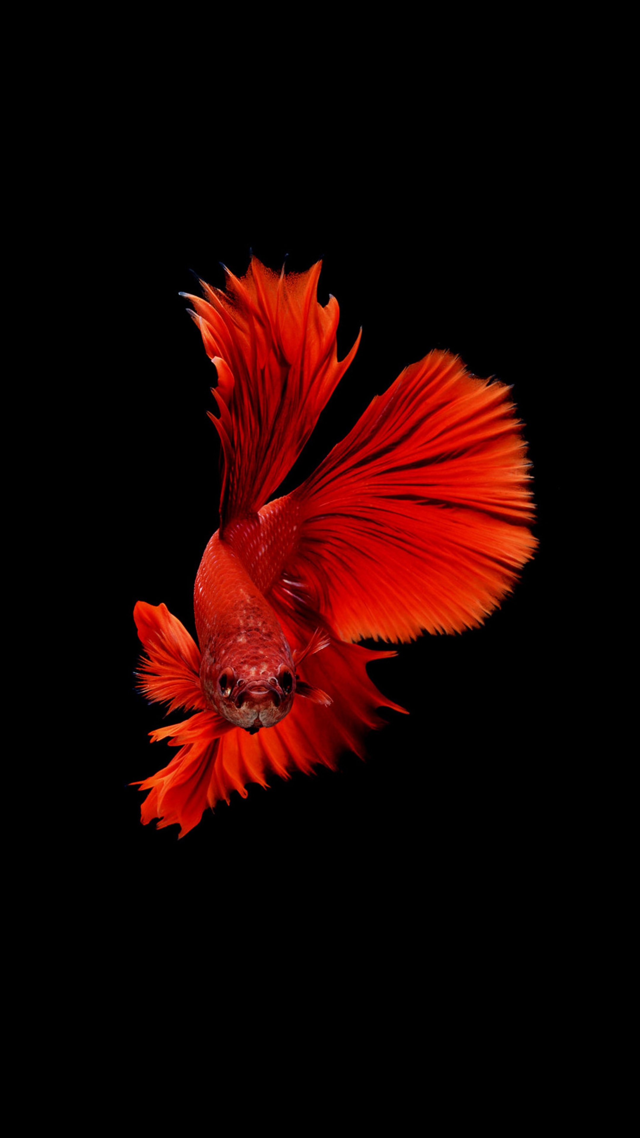 Betta fish Sony Xperia wallpapers, High-quality images, Elegant and vibrant, Stunning betta photography, 2160x3840 4K Phone