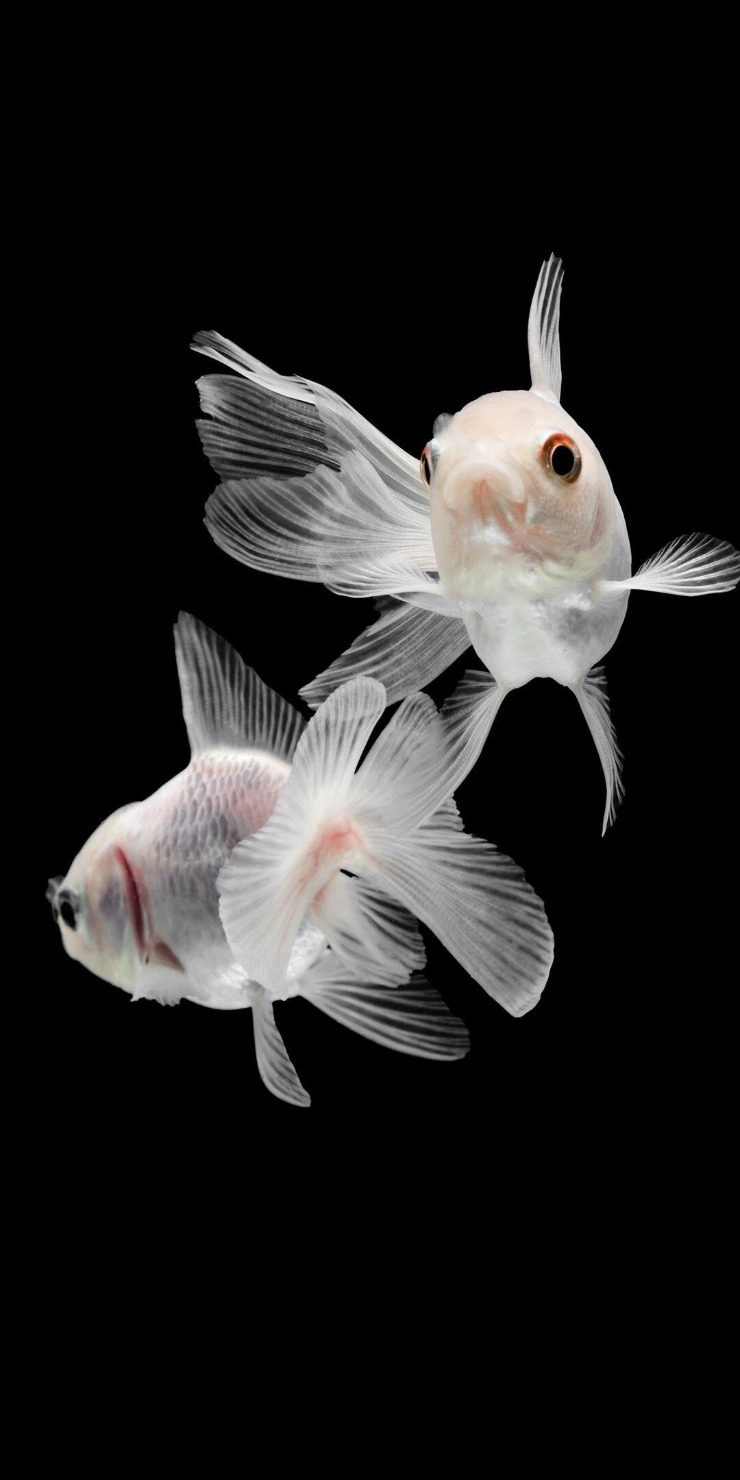 Gold Fish: Carassius auratus, Pets in indoor aquariums, The carp family, Peaceful community fish. 1080x2160 HD Background.
