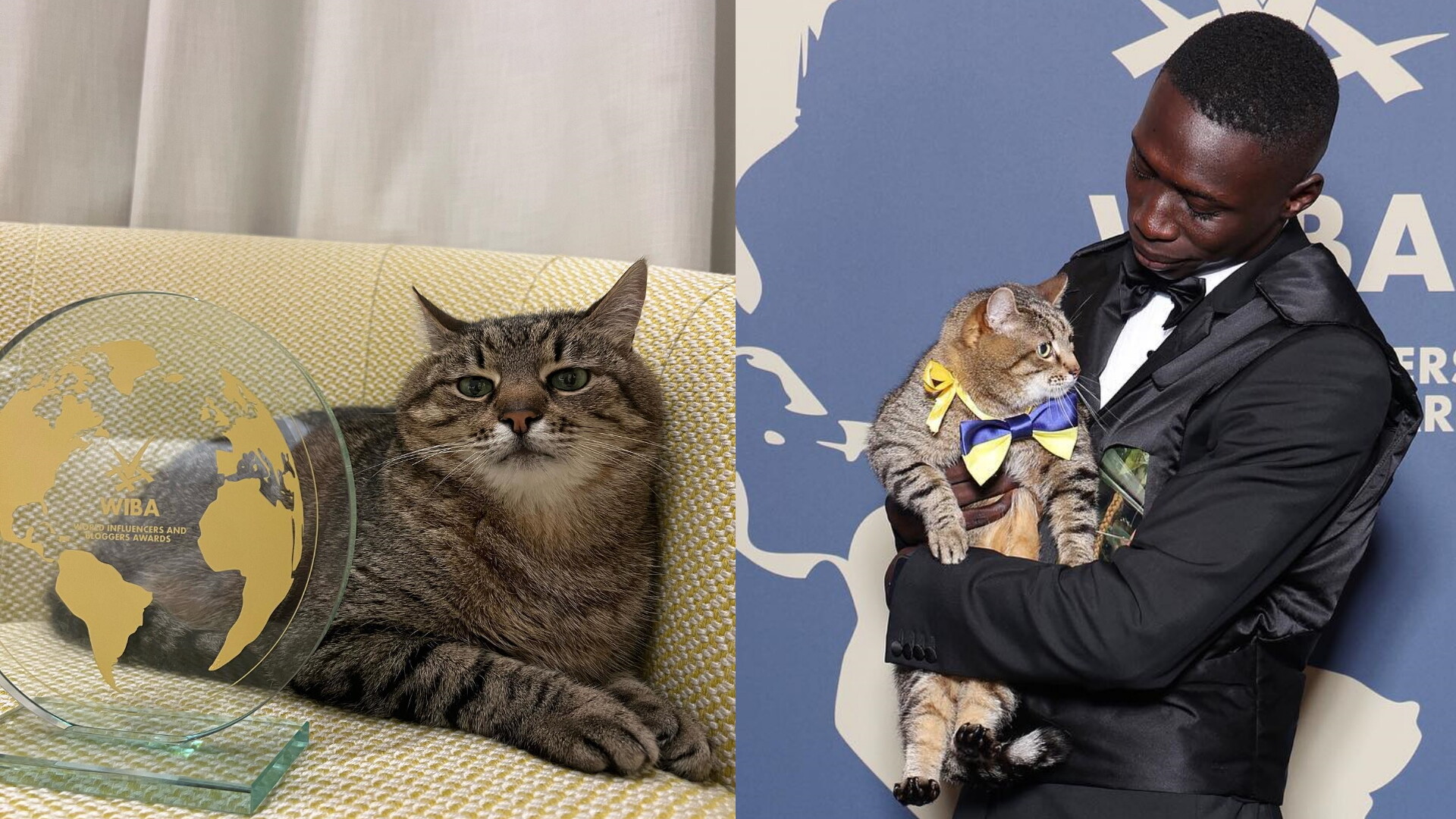 Ukrainian cat Stepan, World's top influencers, Awards in Cannes, Meme, 1920x1080 Full HD Desktop