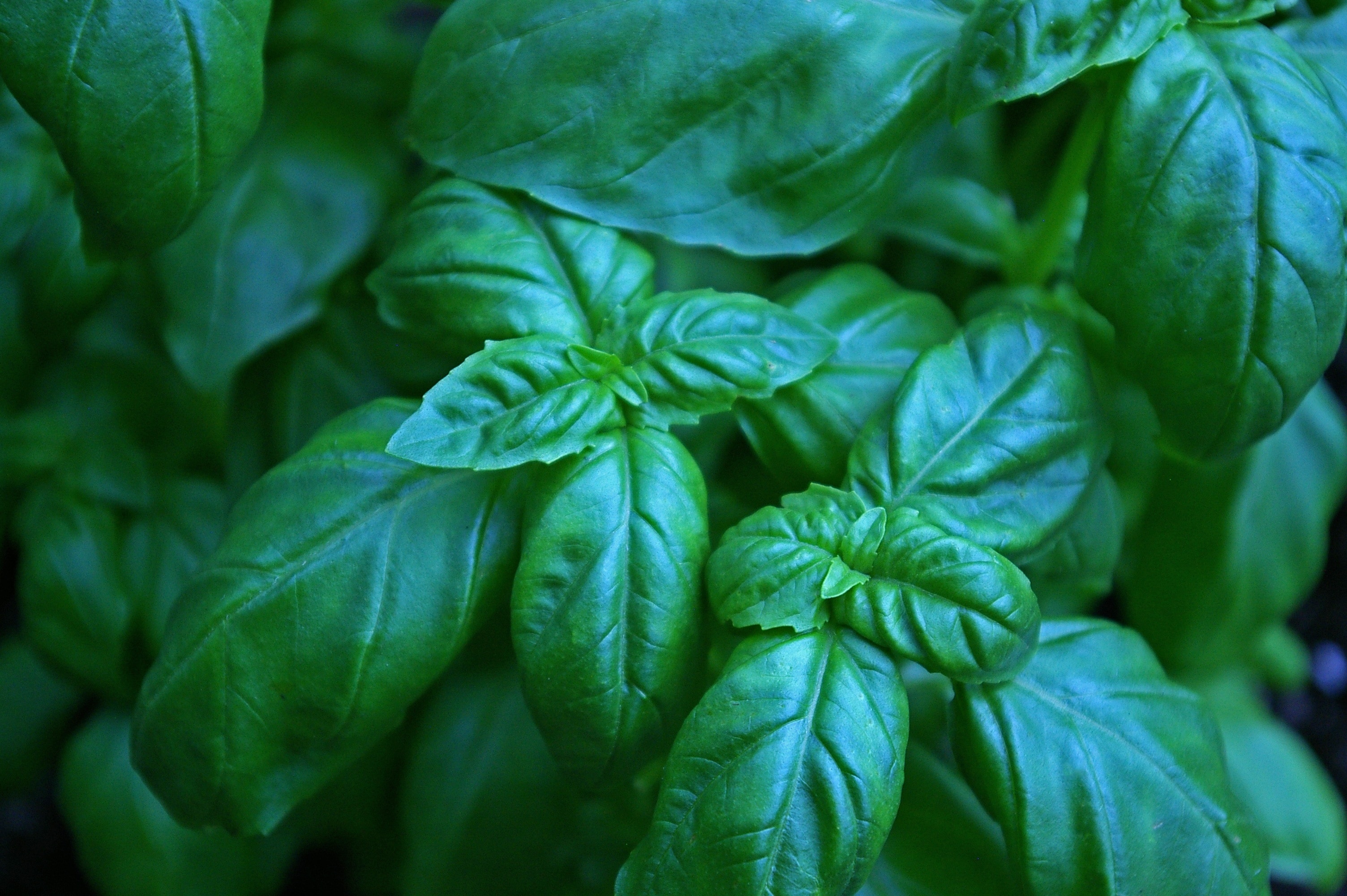 Basil leaves, Fresh herbs, Culinary ingredient, Aromatic plant, 3010x2000 HD Desktop