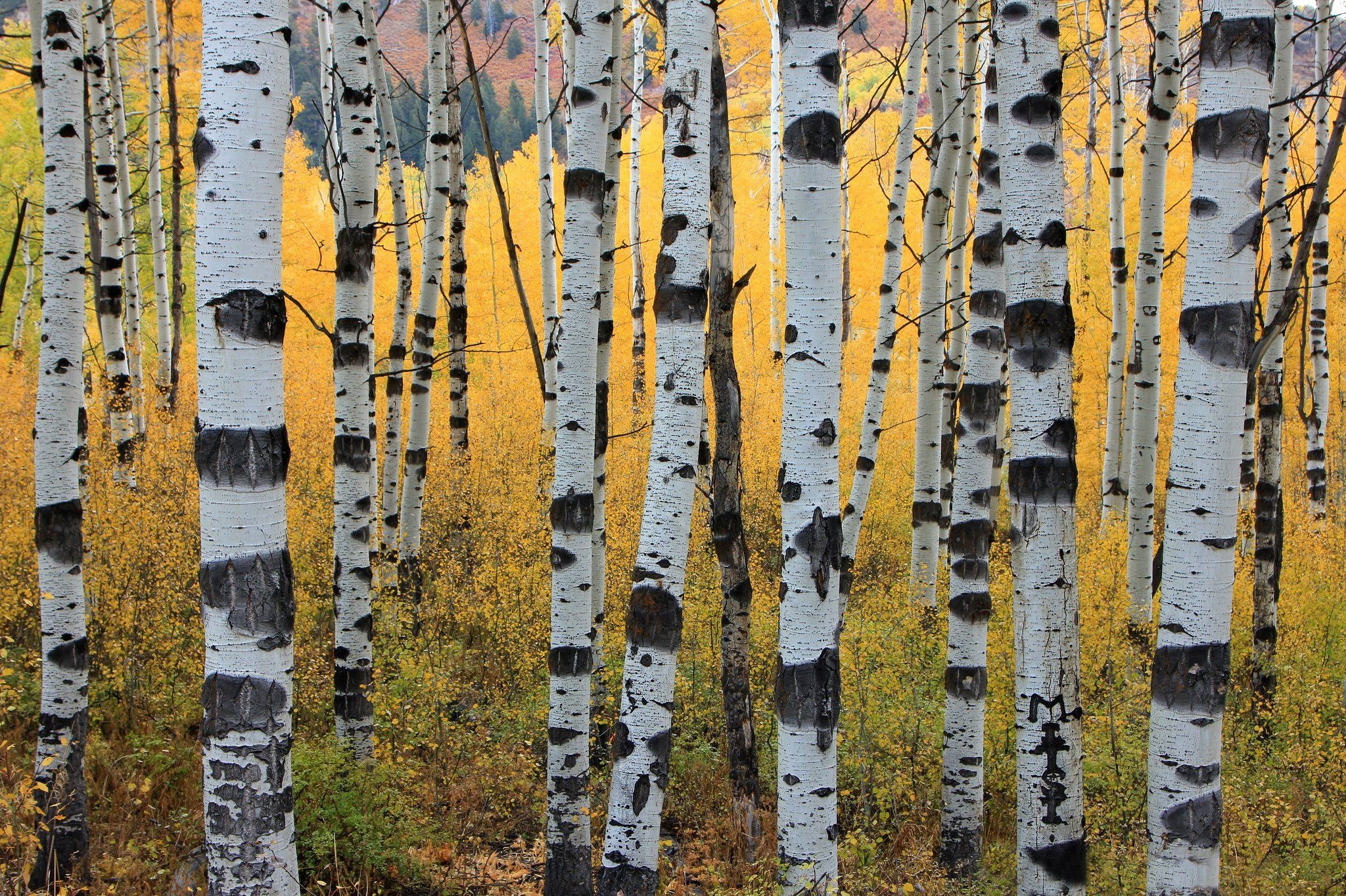 Aspen Tree, Symbolic tree, Autumn colors, Nature photography, 2050x1370 HD Desktop