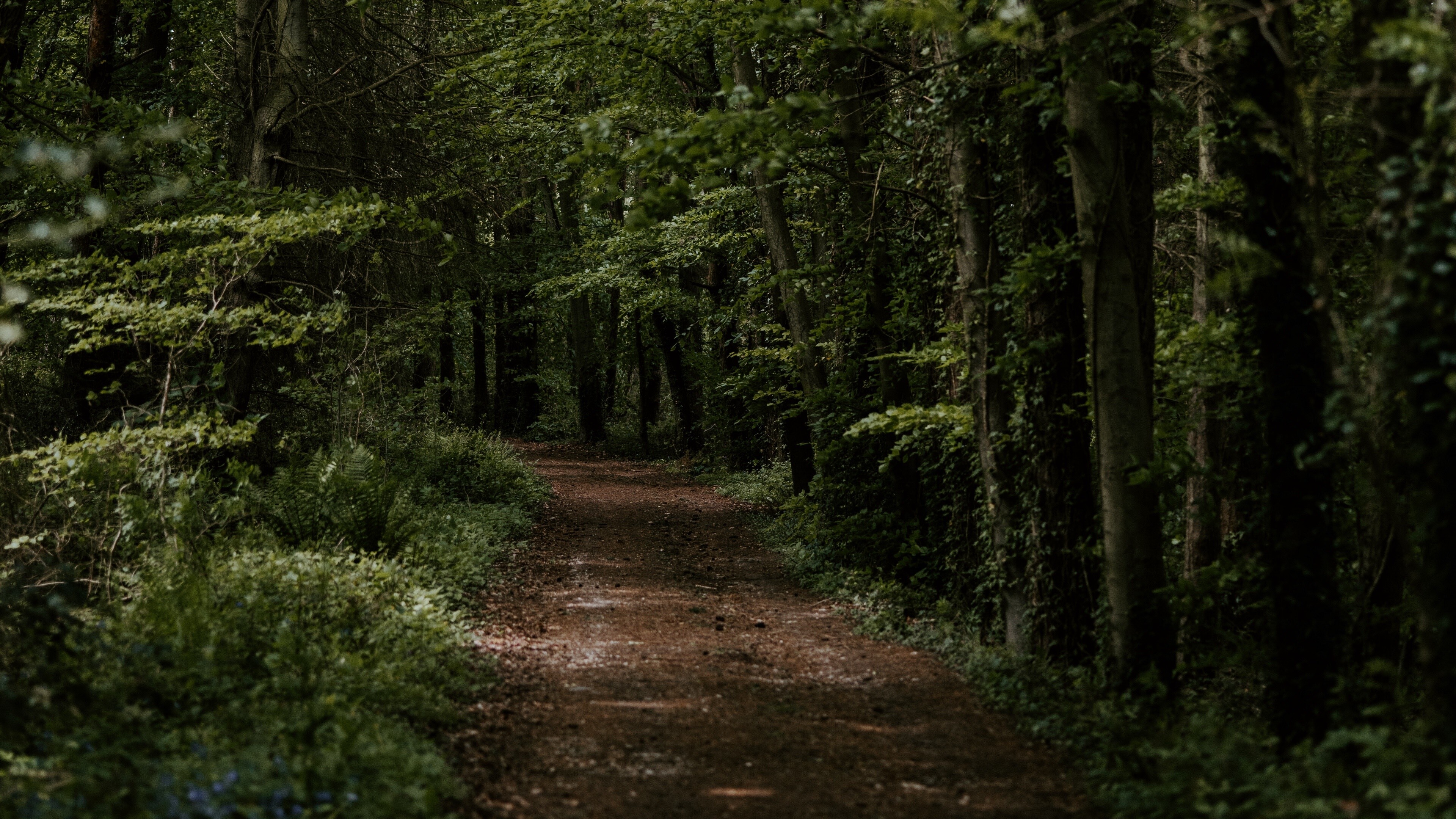 Dark forest path, Nature's beauty, Serene atmosphere, Enchanting ambiance, 3840x2160 4K Desktop