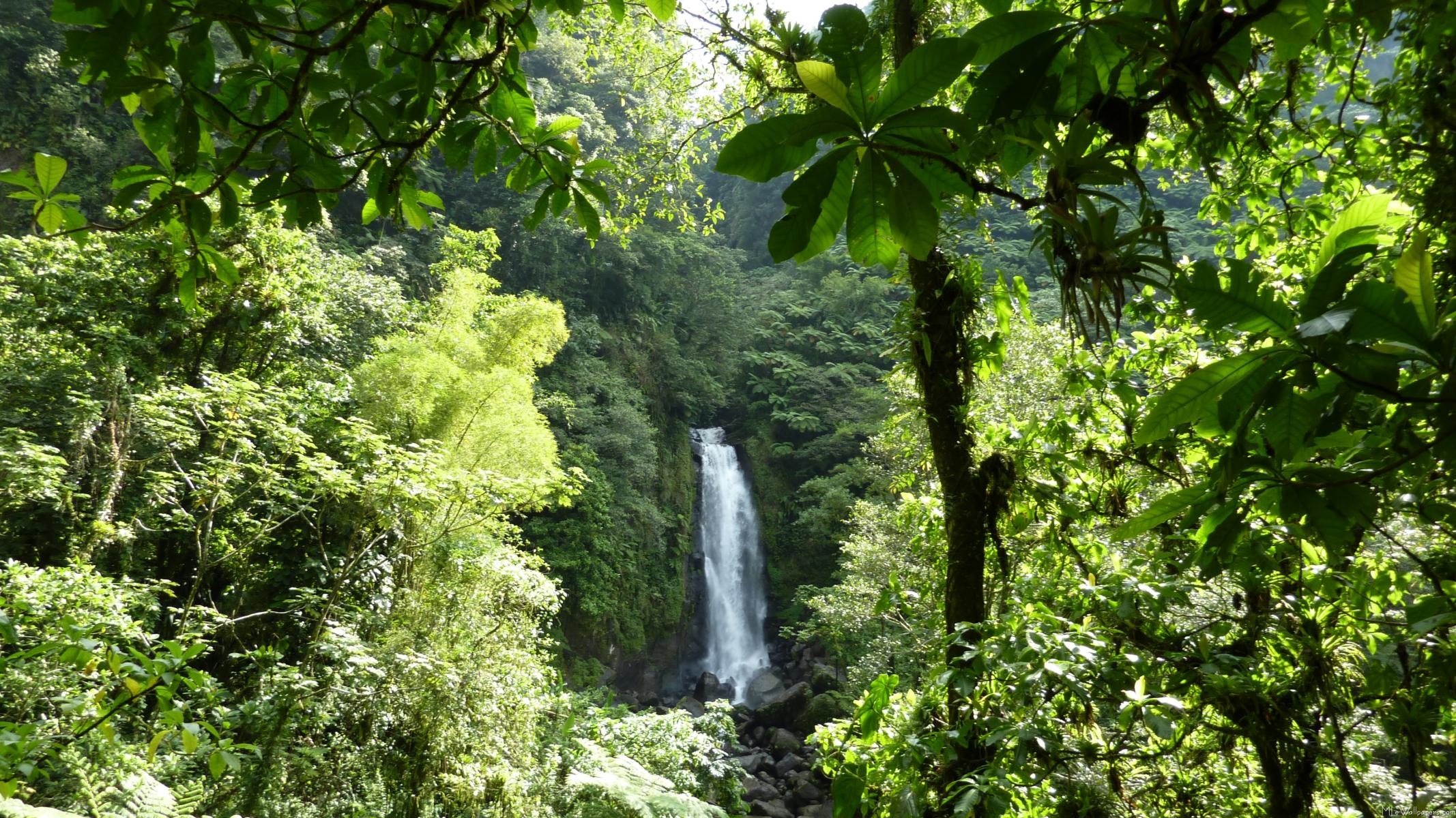Amazon Rain Forest, Trafalgar falls, Rainforest adventure, Natural paradise, 2140x1200 HD Desktop