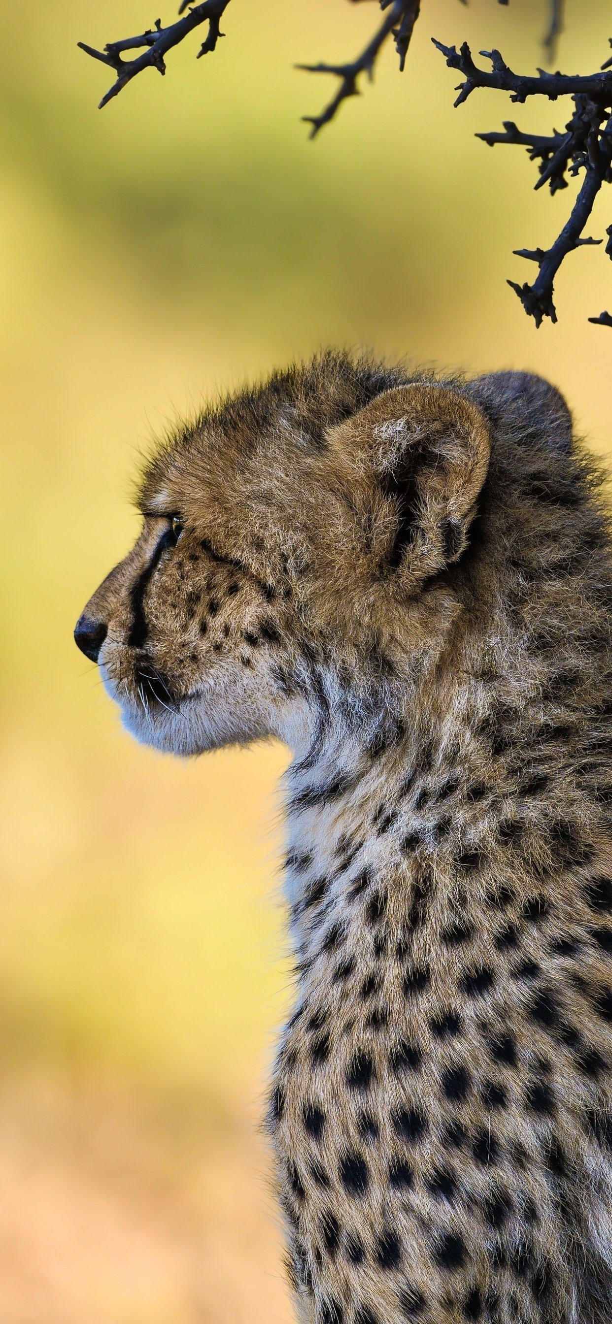 Cheetah, Graceful predator, Wild beauty, Nature's marvel, 1250x2690 HD Phone