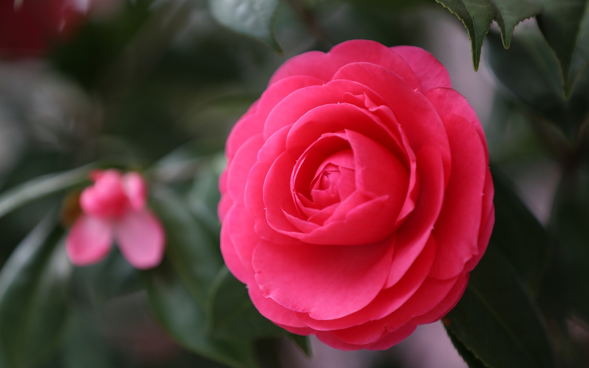 Camellia flower, Macro pink flower, HD wallpaper, Stunning nature, 1920x1200 HD Desktop