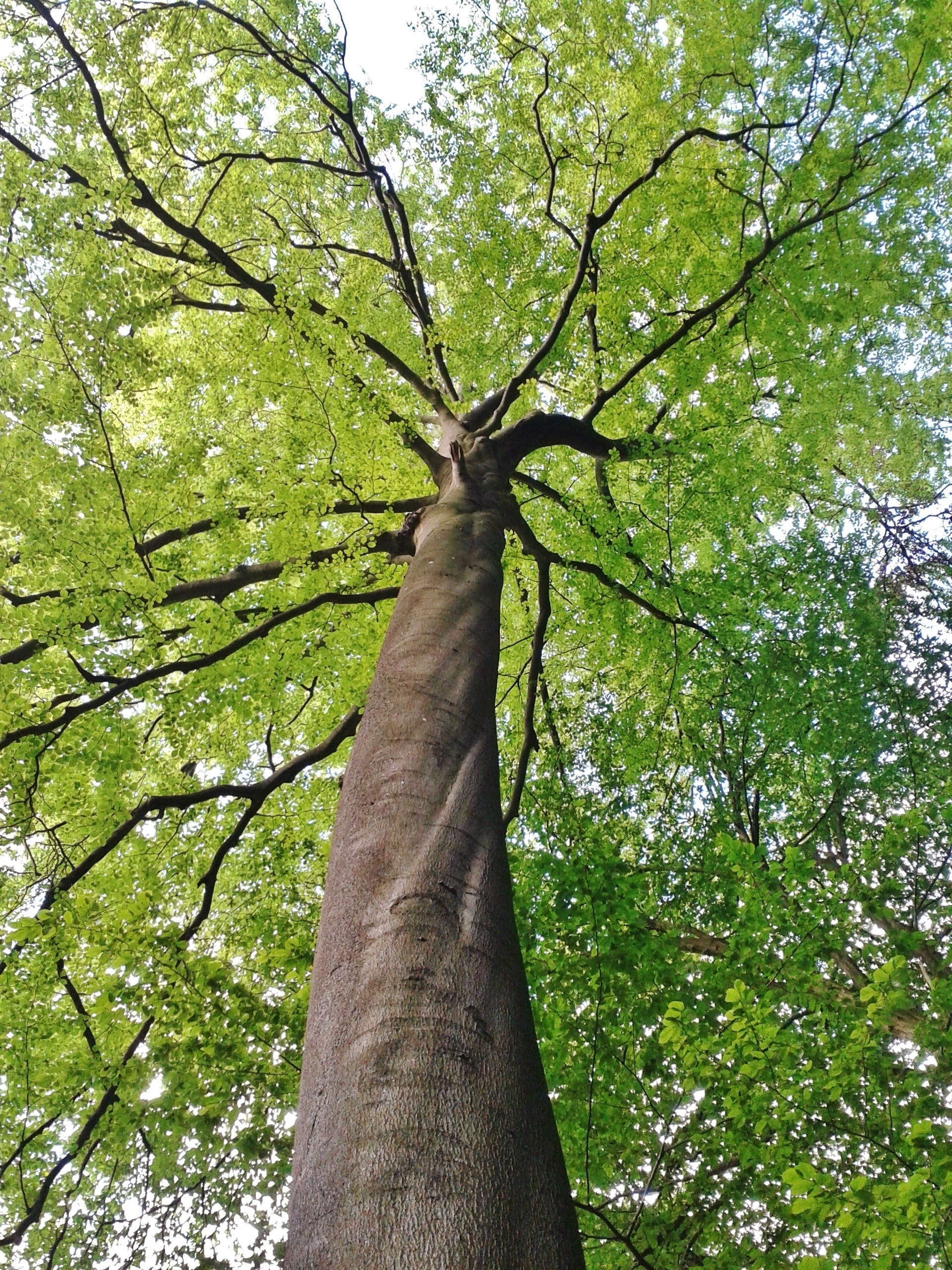 Green tall tree, Nature's majesty, Towering presence, Serene beauty, 1920x2560 HD Handy
