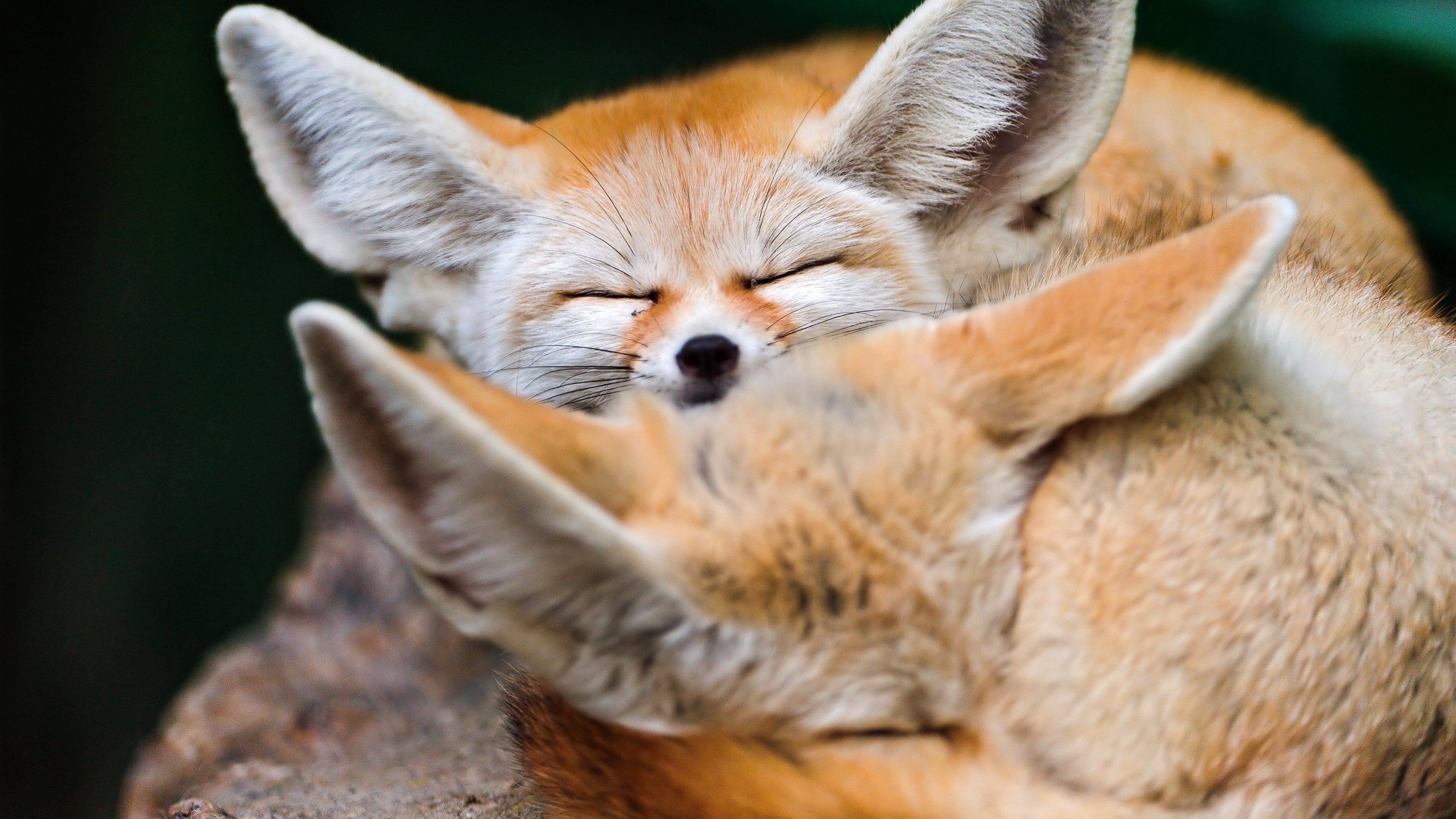 Fennec Fox, Ultra HD wallpapers, Fennech fox images, Desert creature, 3840x2160 4K Desktop