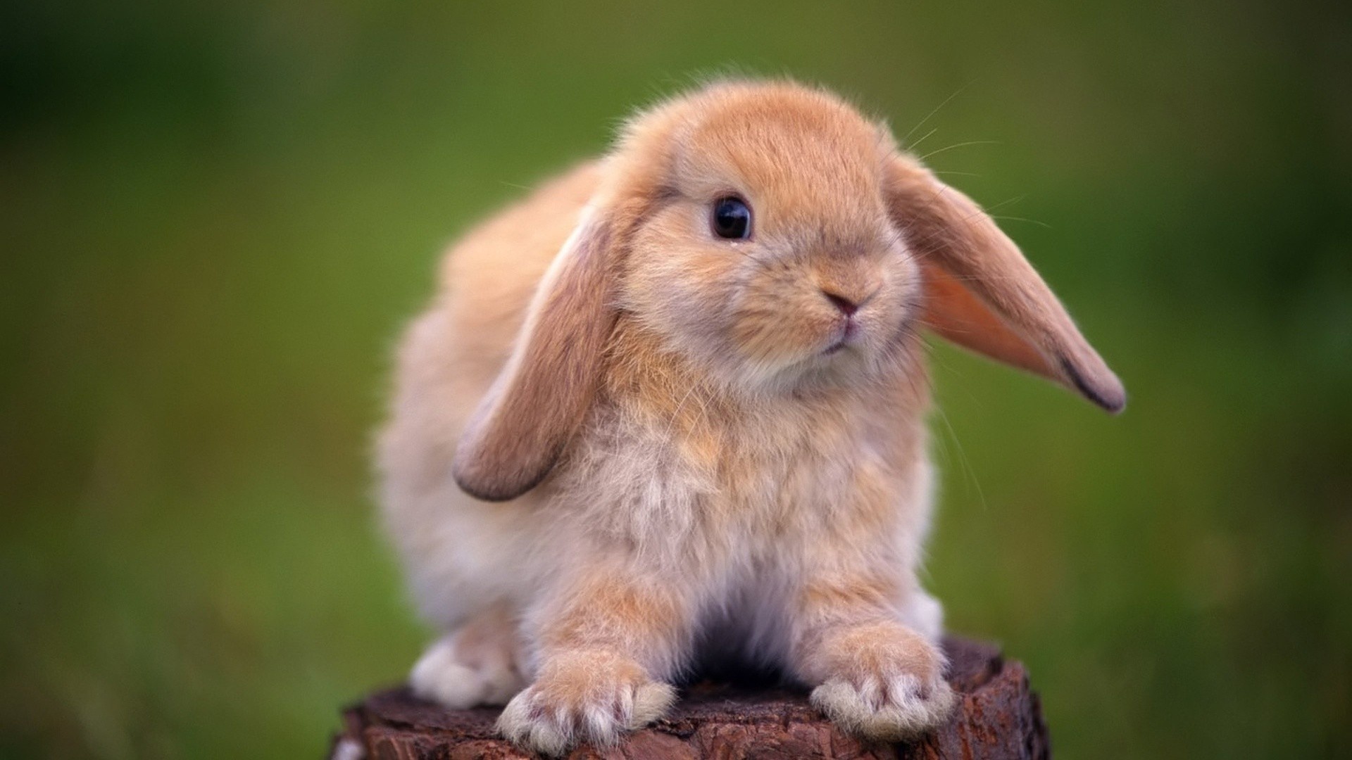 Bunny: Holland Lop, A breed of rabbit that was recognized by the American Rabbit Breeders Association in 1979. 1920x1080 Full HD Wallpaper.