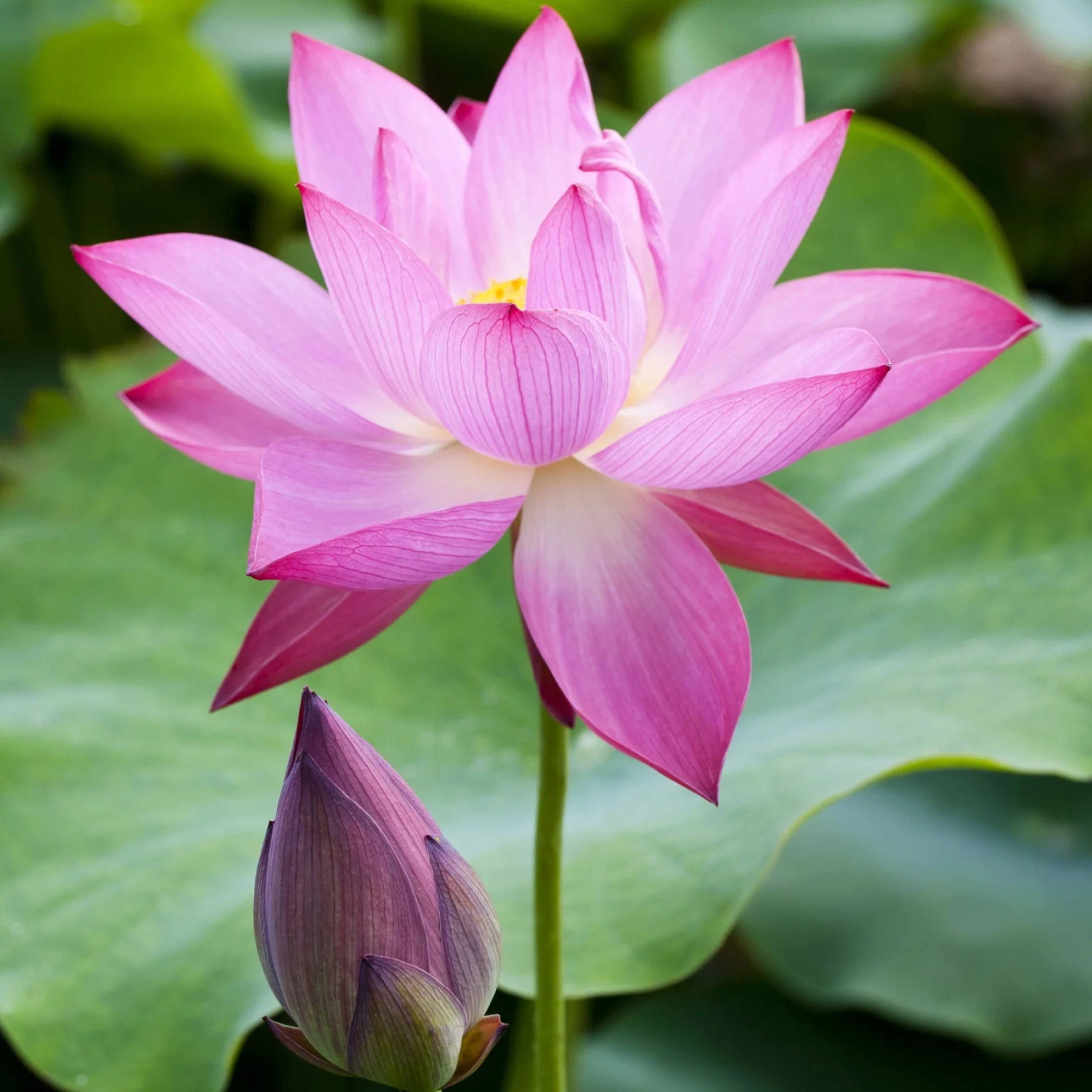 Purple lotus flower, Captivating photography, Artistic canvas, Stunning beauty, 2160x2160 HD Phone