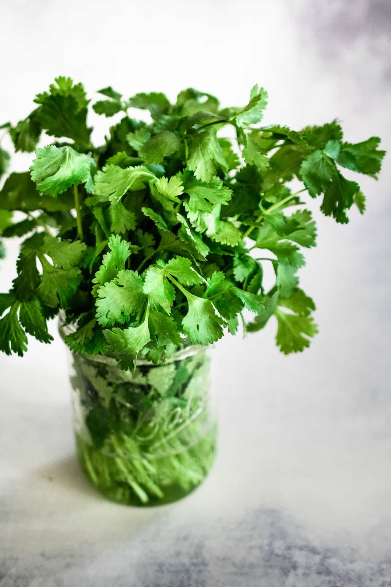 Fresh cilantro, Keep fresh recipe, Growing cilantro, Cilantro seeds, 1370x2050 HD Phone
