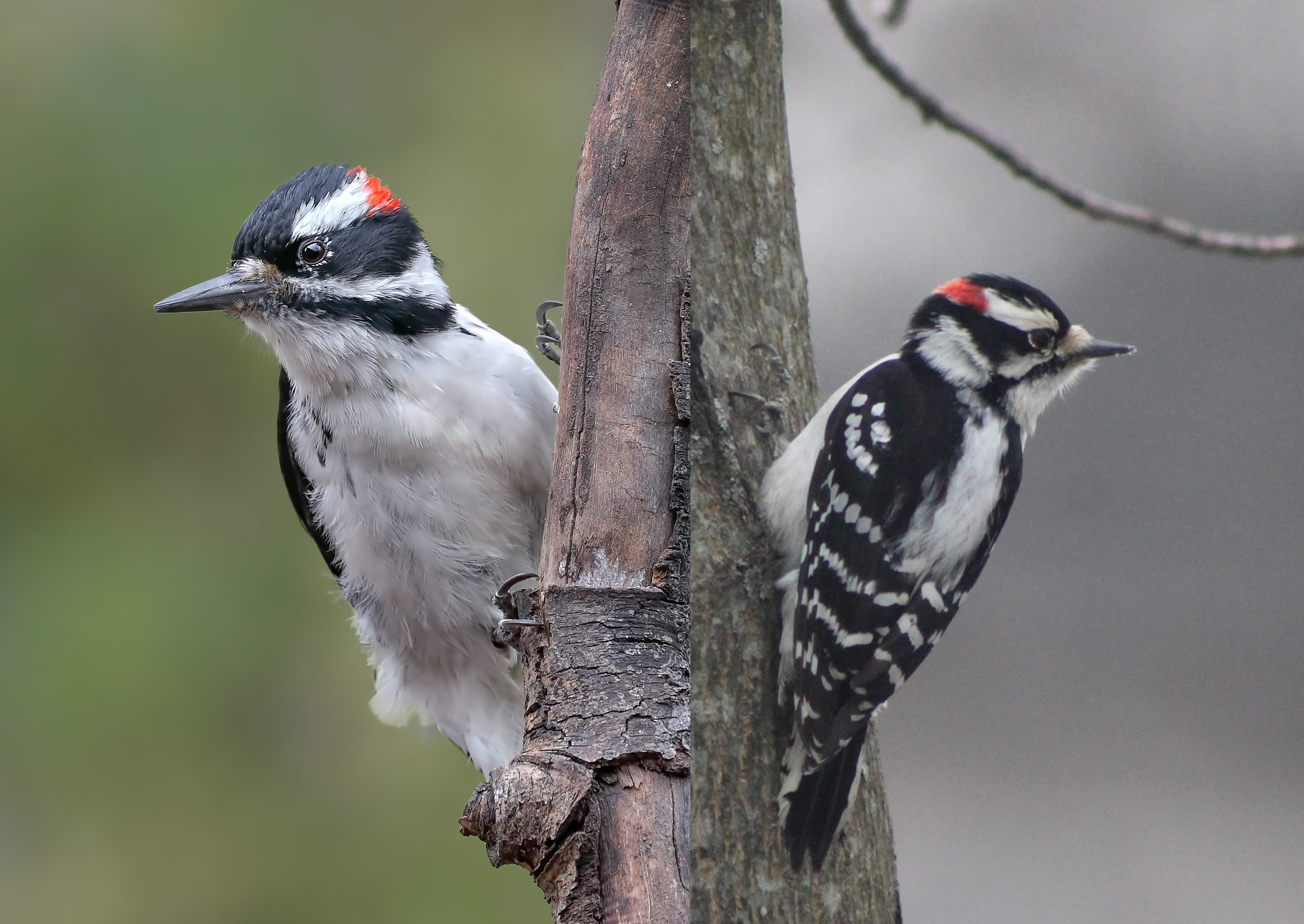 Hairy woodpecker, Special visitor, Audubon society, Birdwatching bliss, 2260x1600 HD Desktop