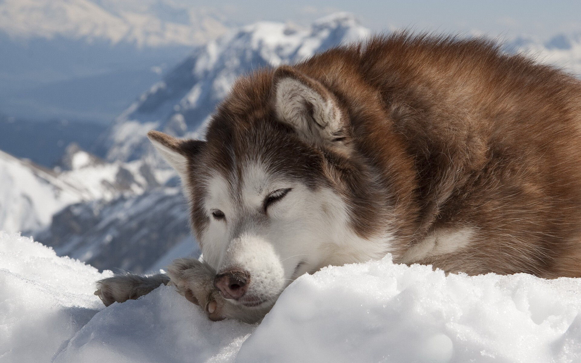 Siberian Husky: The breed belongs to the Spitz genetic family. 1920x1200 HD Background.