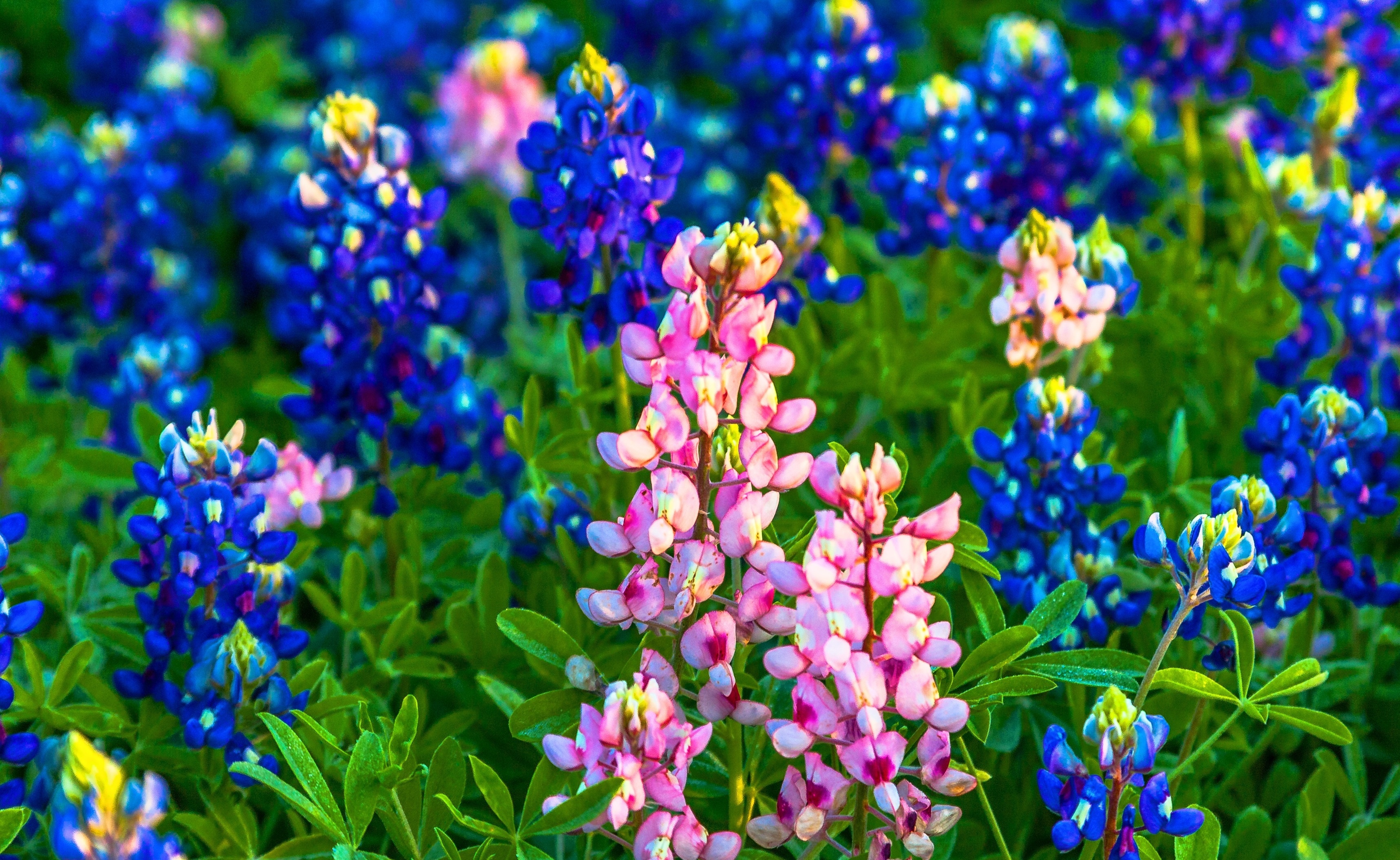 Collection of bluebonnet wallpaper and images, 3440x2110 HD Desktop