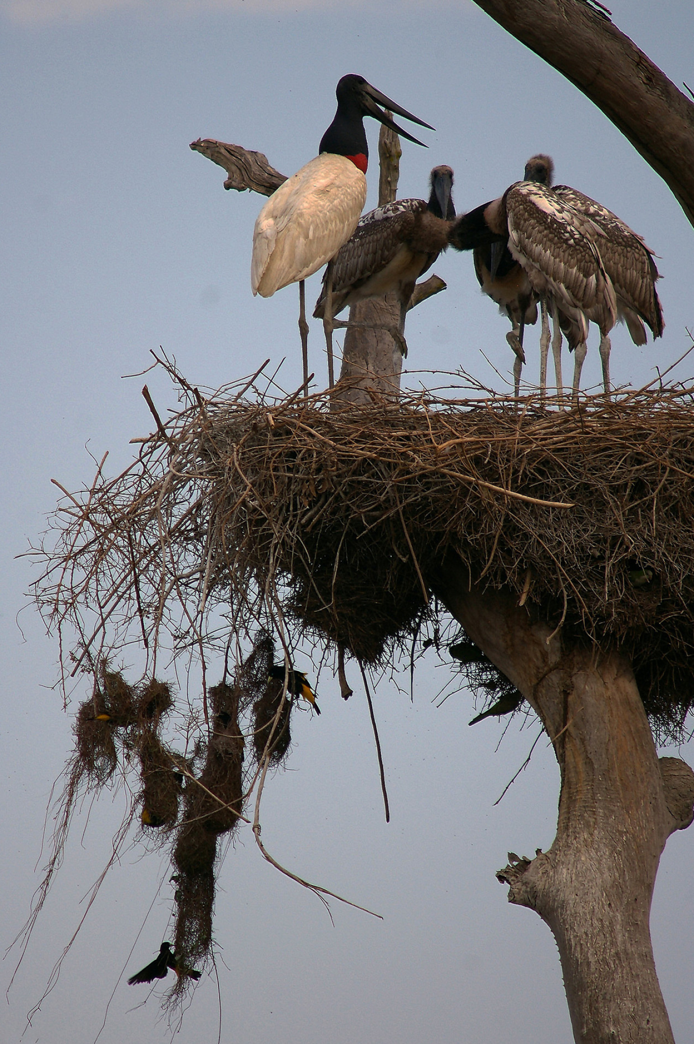 Jabiru Stork, GlobalWings Photo, Majestic Bird, Wetlands, 1400x2110 HD Phone