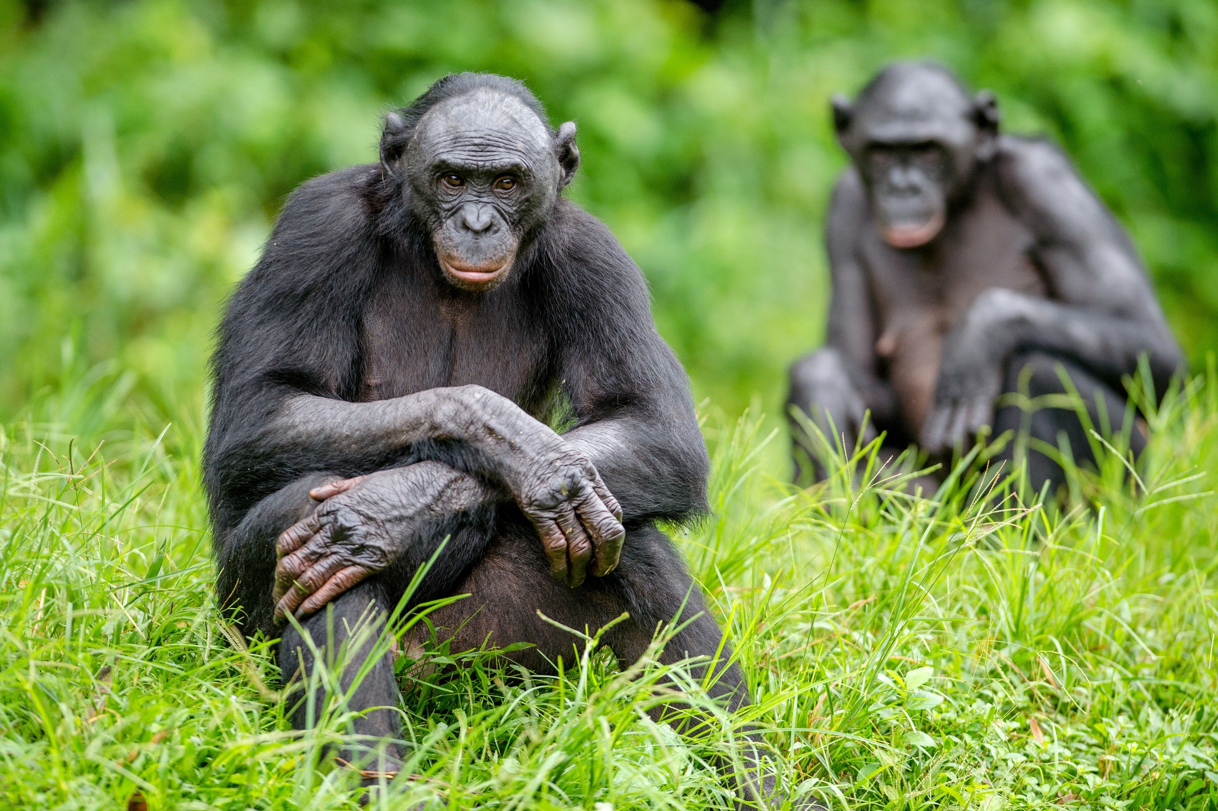 Bonobo, Heartwarming baby bonobos, Adorable primate offspring, Reyebleach's cute captures, 2500x1670 HD Desktop