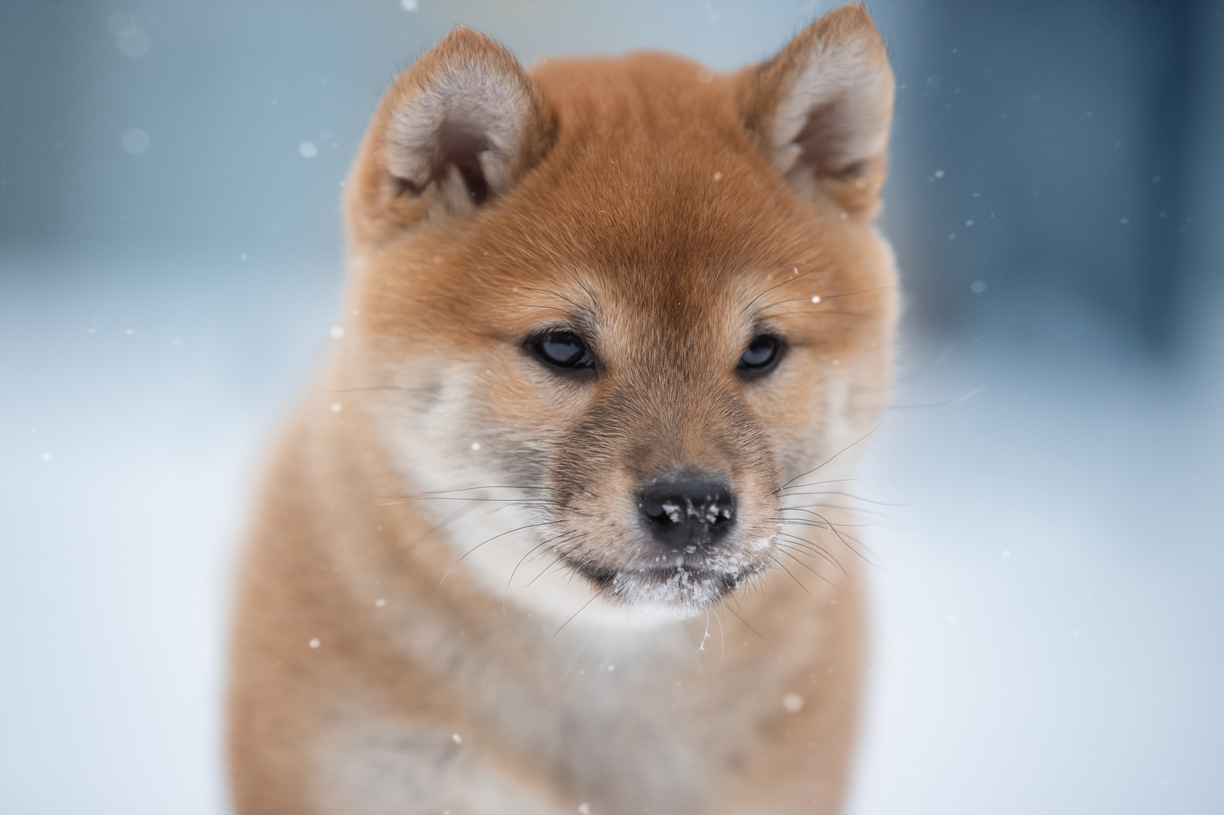 Hokkaido Dog, Shiba inu wallpaper, 2500x1670 HD Desktop