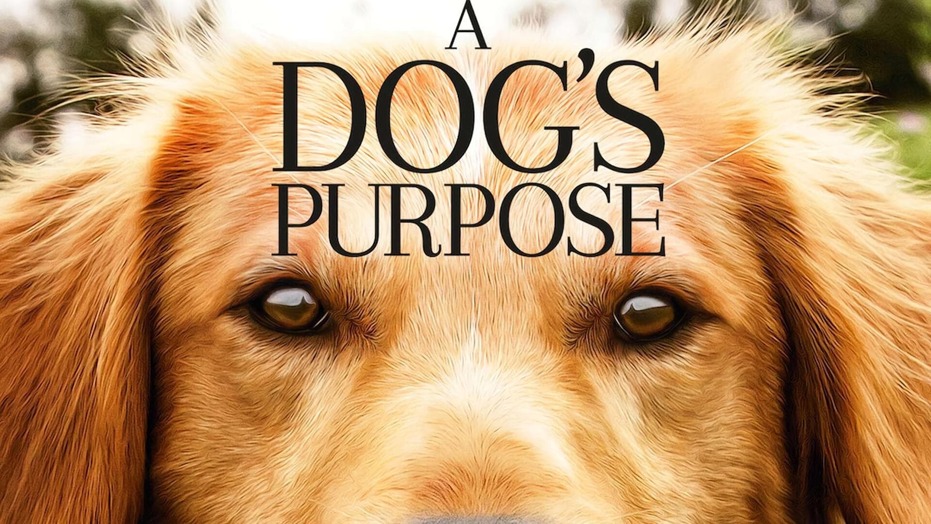 A Dog's Purpose, Buy movie, Heartwarming story, Emotional journey, 1920x1080 Full HD Desktop