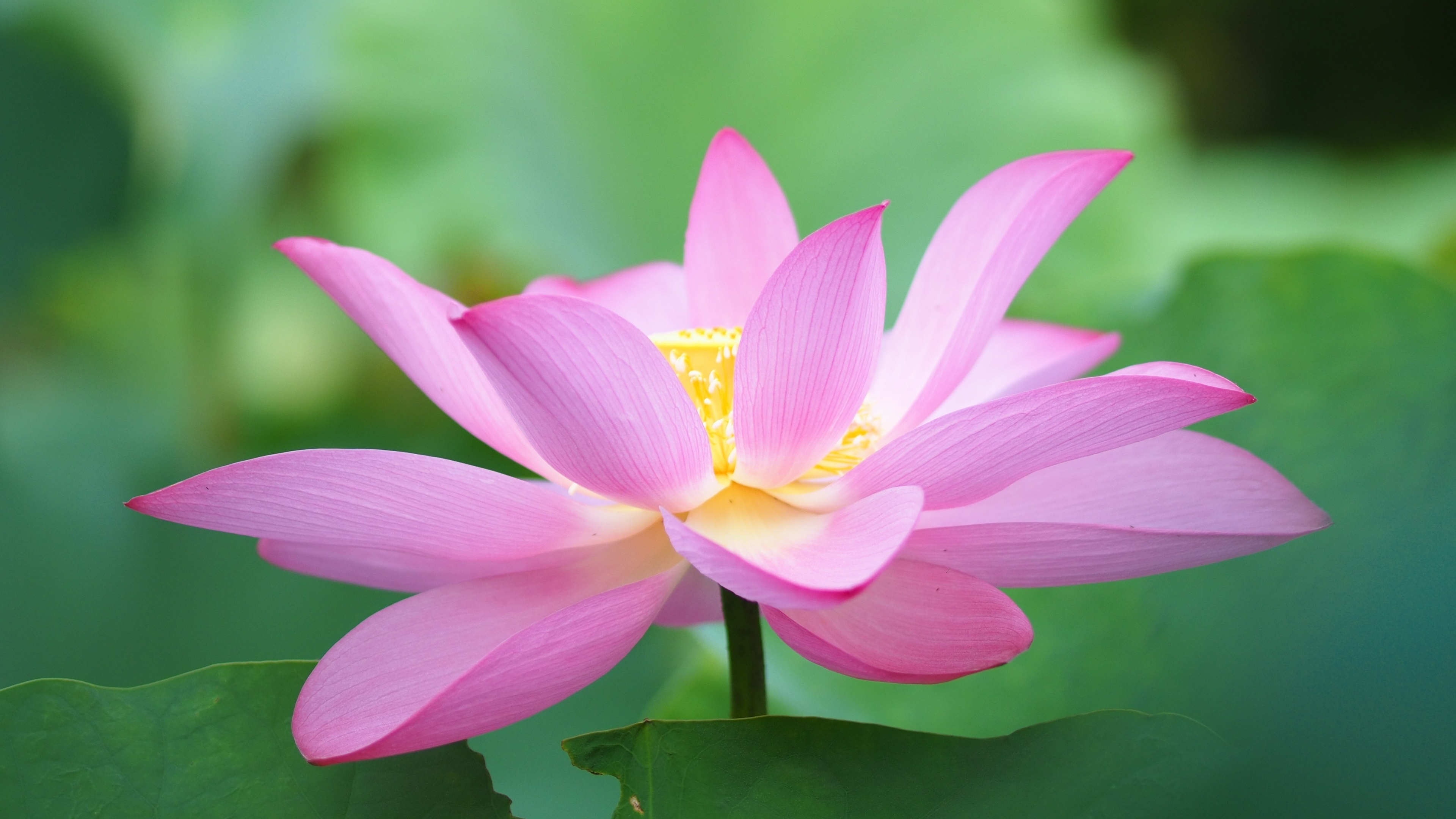 Botanic flora, Lotus bloom 4K wallpaper, 3840x2160 4K Desktop