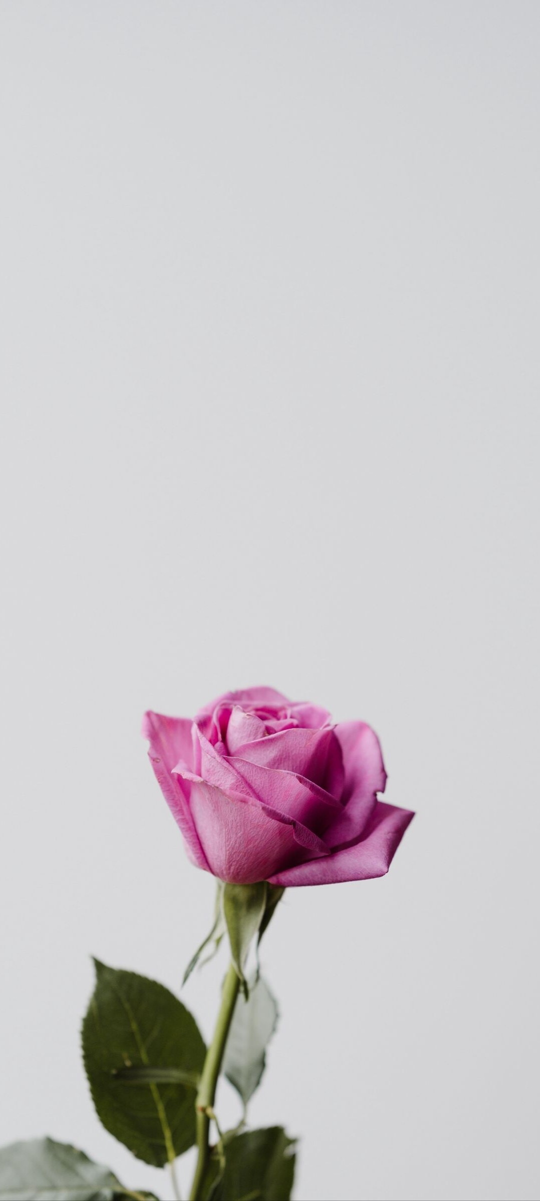 Rose: While most garden roses are grown for their flowers, some are also valued for other reasons, such as having ornamental fruit, providing ground cover, or for hedging. 1080x2400 HD Background.