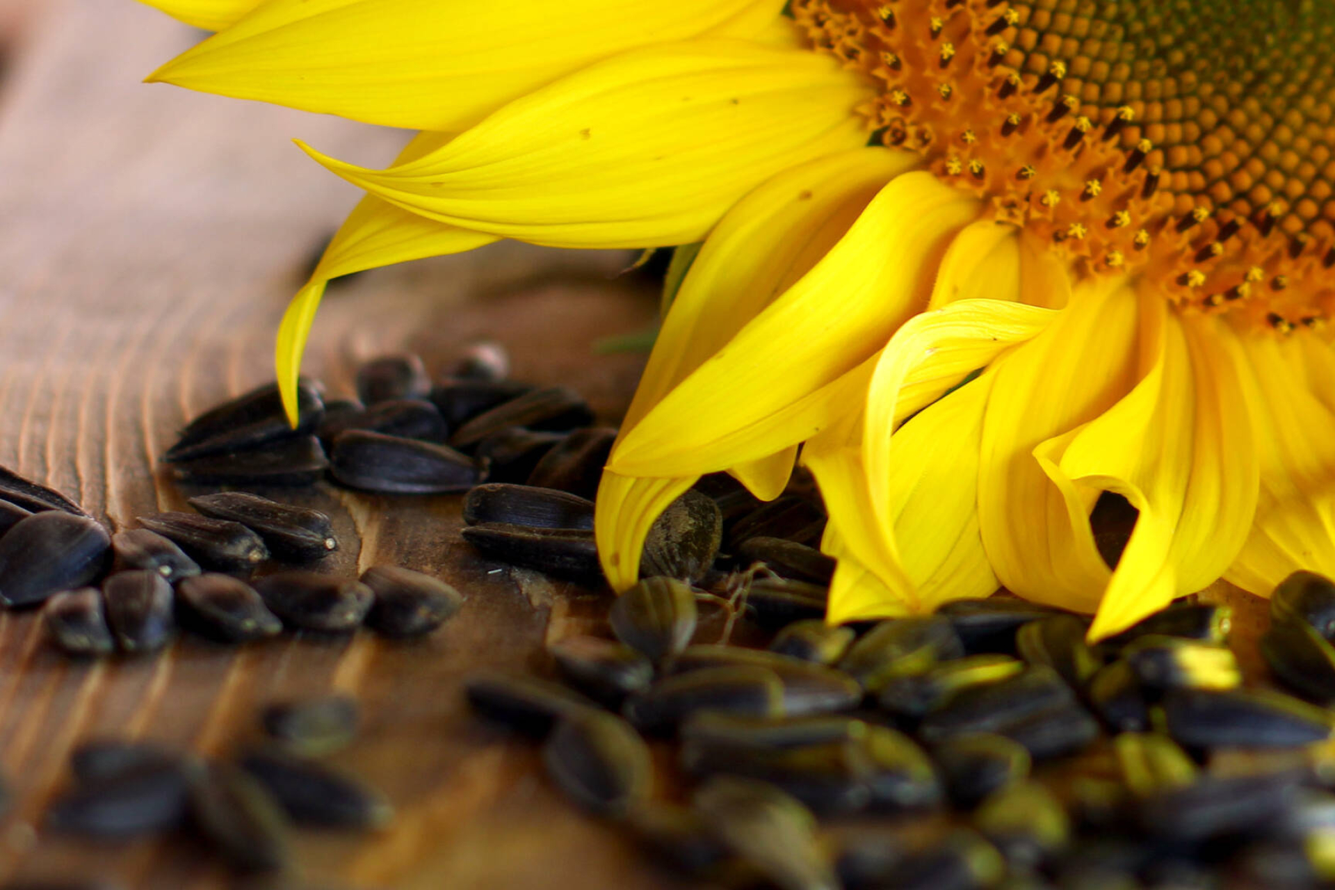 Sunflower Seeds, Versatile cooking oil, Natural skincare ingredient, Creative commons images, 1920x1280 HD Desktop