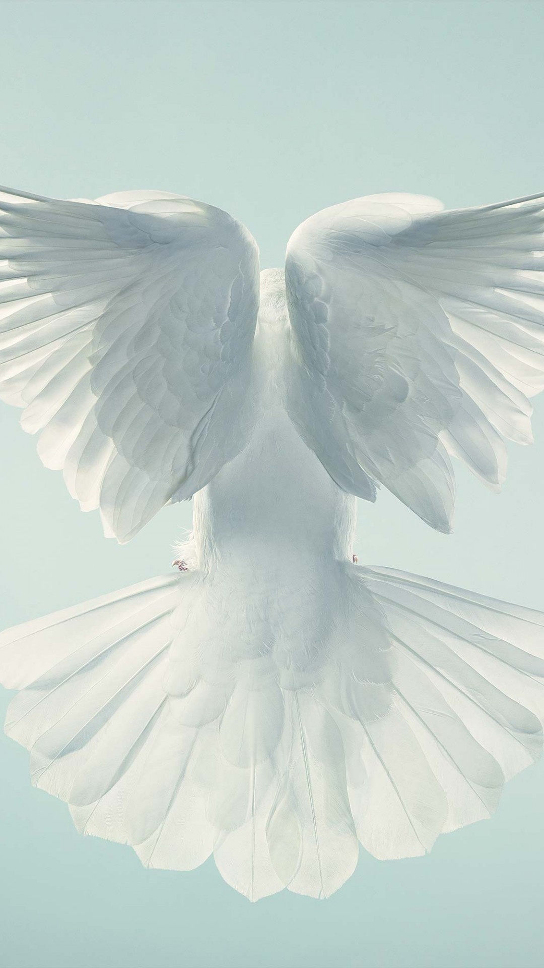 Pigeon: Birds, often symbolize love, peace, or spiritual enlightenment. 1080x1920 Full HD Background.