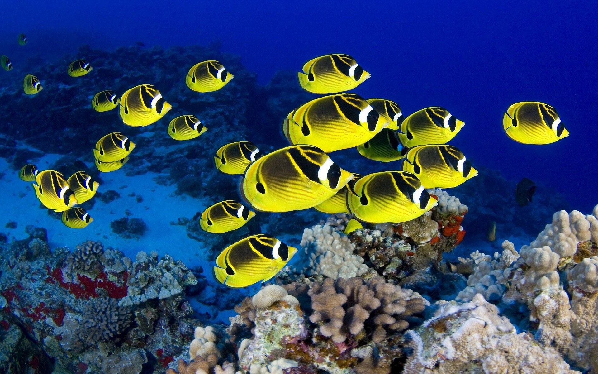 Tropical fish, Stunning visuals, Underwater paradise, Exotic species, 1920x1200 HD Desktop