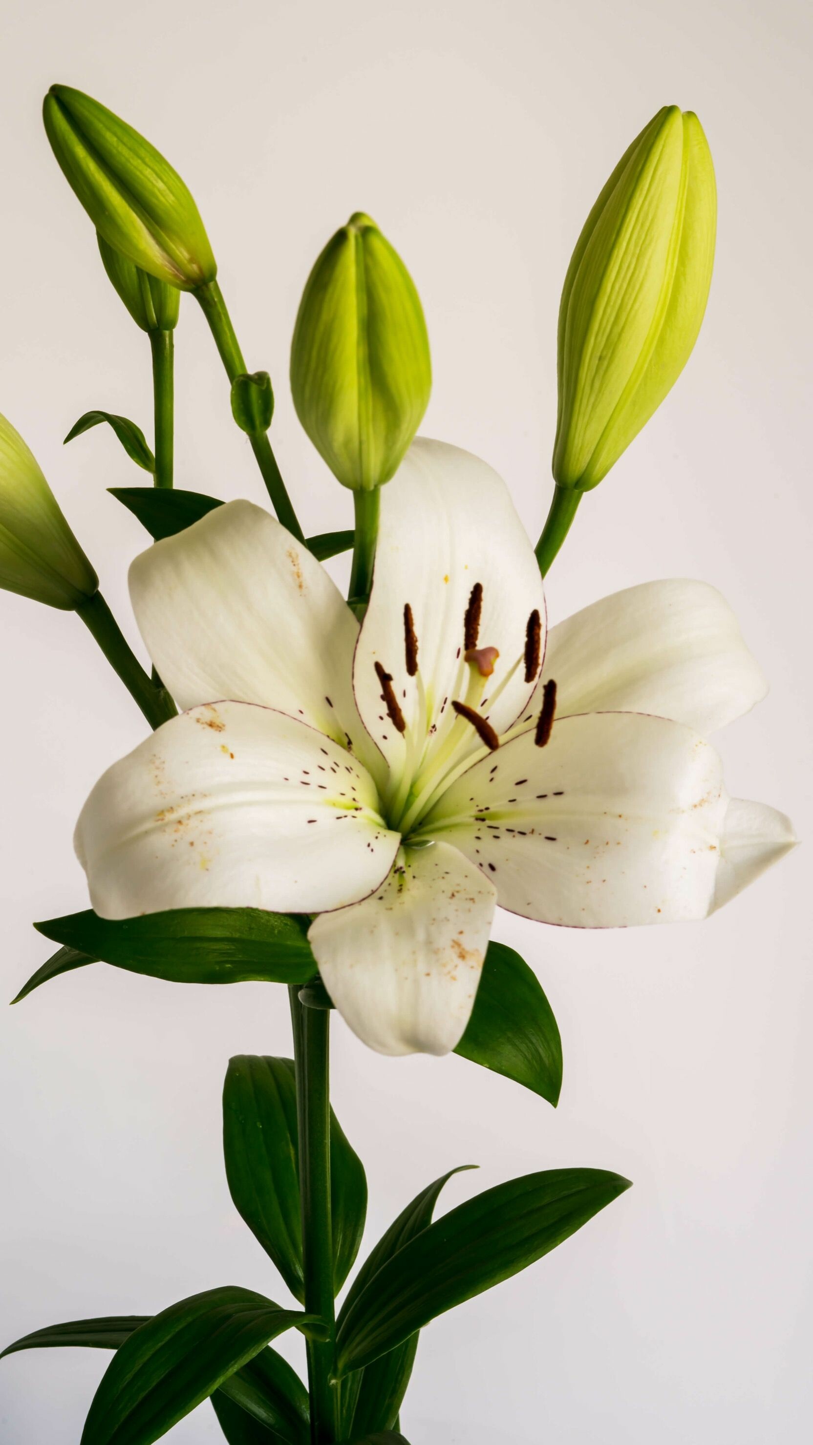 Lily: Lilium, A genus of herbaceous flowering plants growing from bulbs, all with large prominent flowers. 1670x2960 HD Background.