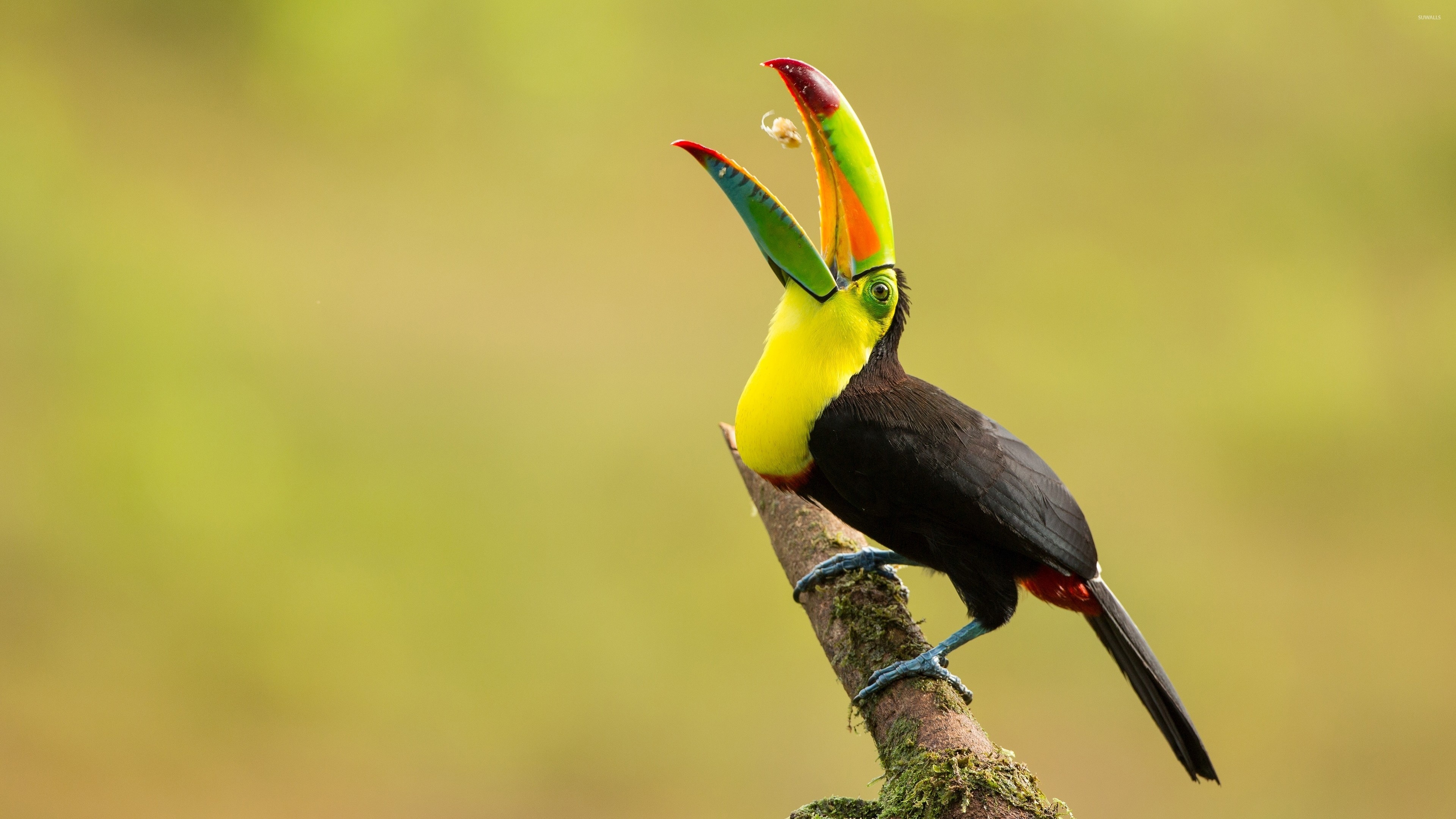 Toucan gallery, Bird photography, Stunning pictures, Tropical beauty, 3840x2160 4K Desktop