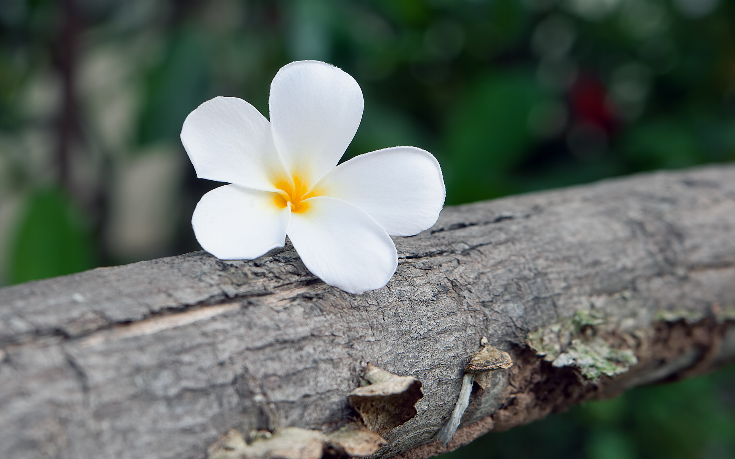Frangipani Flower: In Hawaii, the flowers are called Melia. 2560x1600 HD Background.