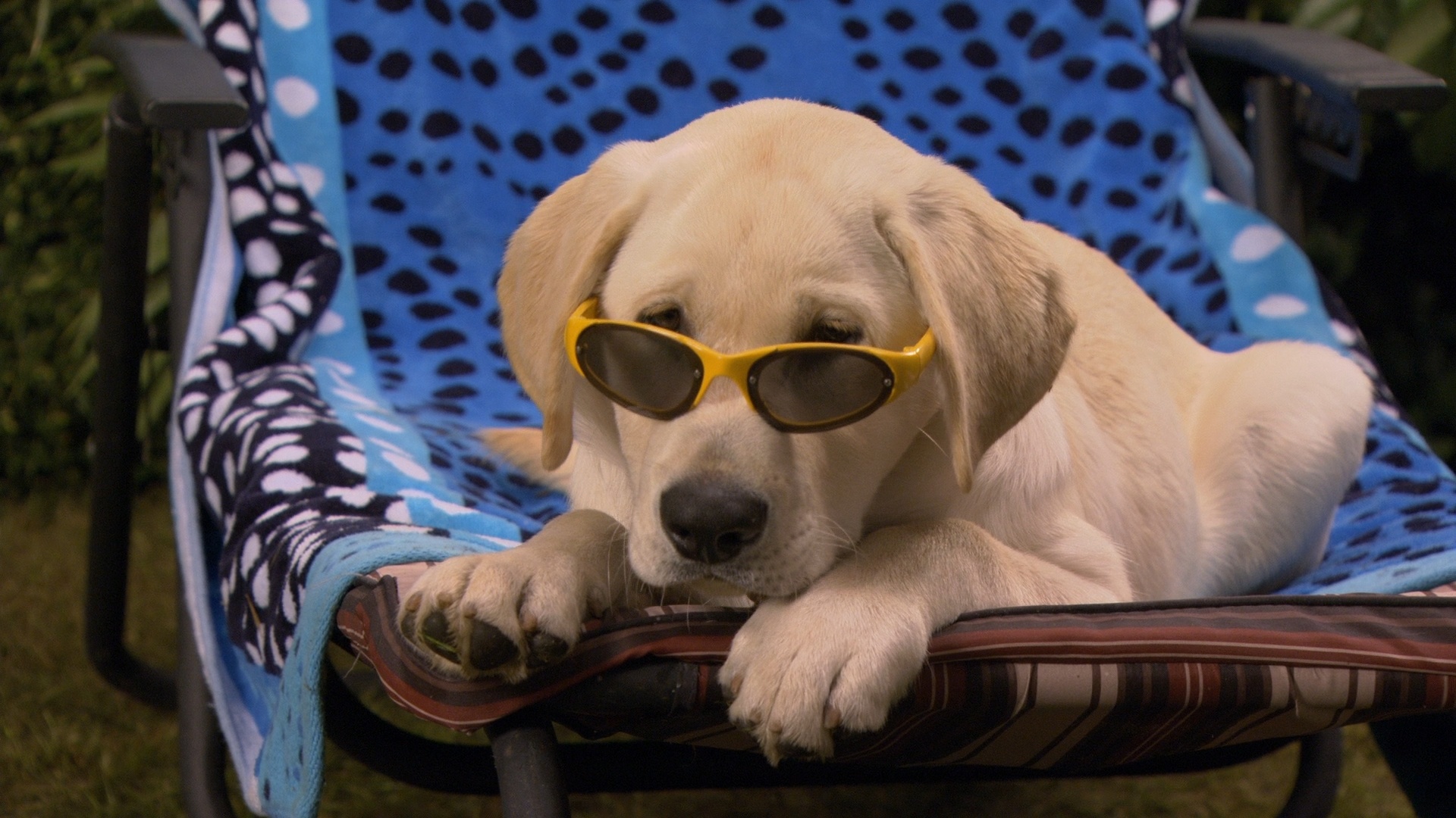 Marley and Me: 22 different yellow labradors played the part of the titular dog. 1920x1080 Full HD Wallpaper.