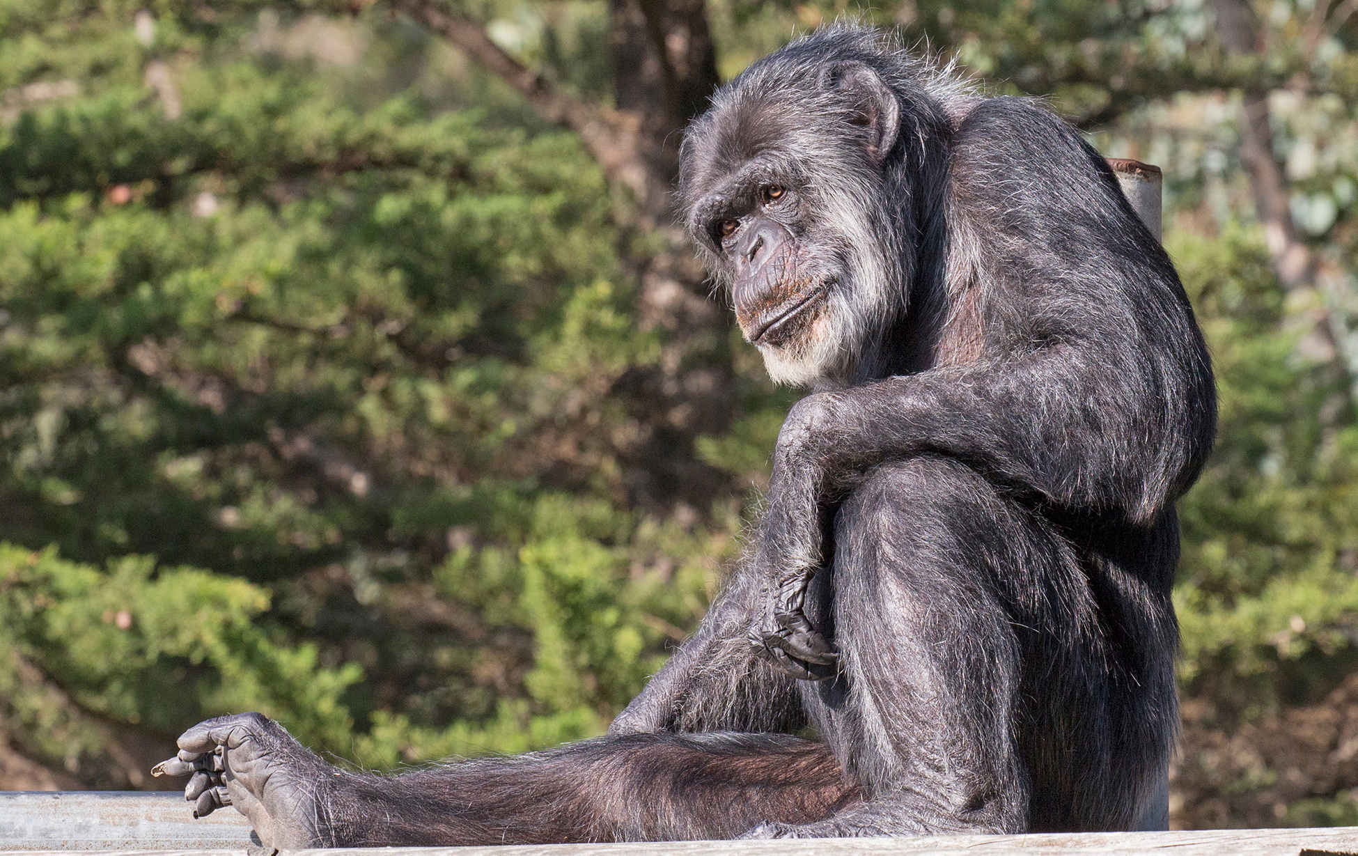 Oldest male chimpanzee dies, Legacy at California zoo, 1950x1230 HD Desktop