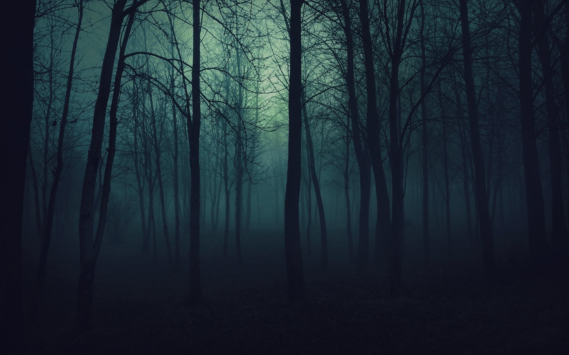 Dark forest, Mysterious atmosphere, Shadowy trees, Eerie landscape, 1920x1200 HD Desktop