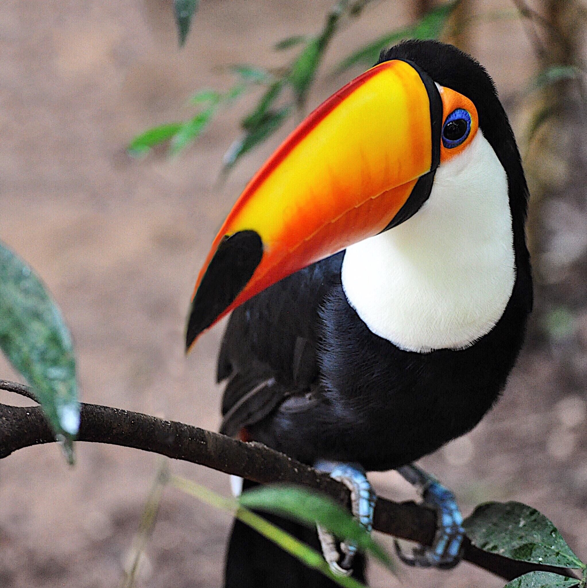Vivid colours, Toco toucan, Forest habitat, Brazilian wildlife, 2050x2050 HD Handy