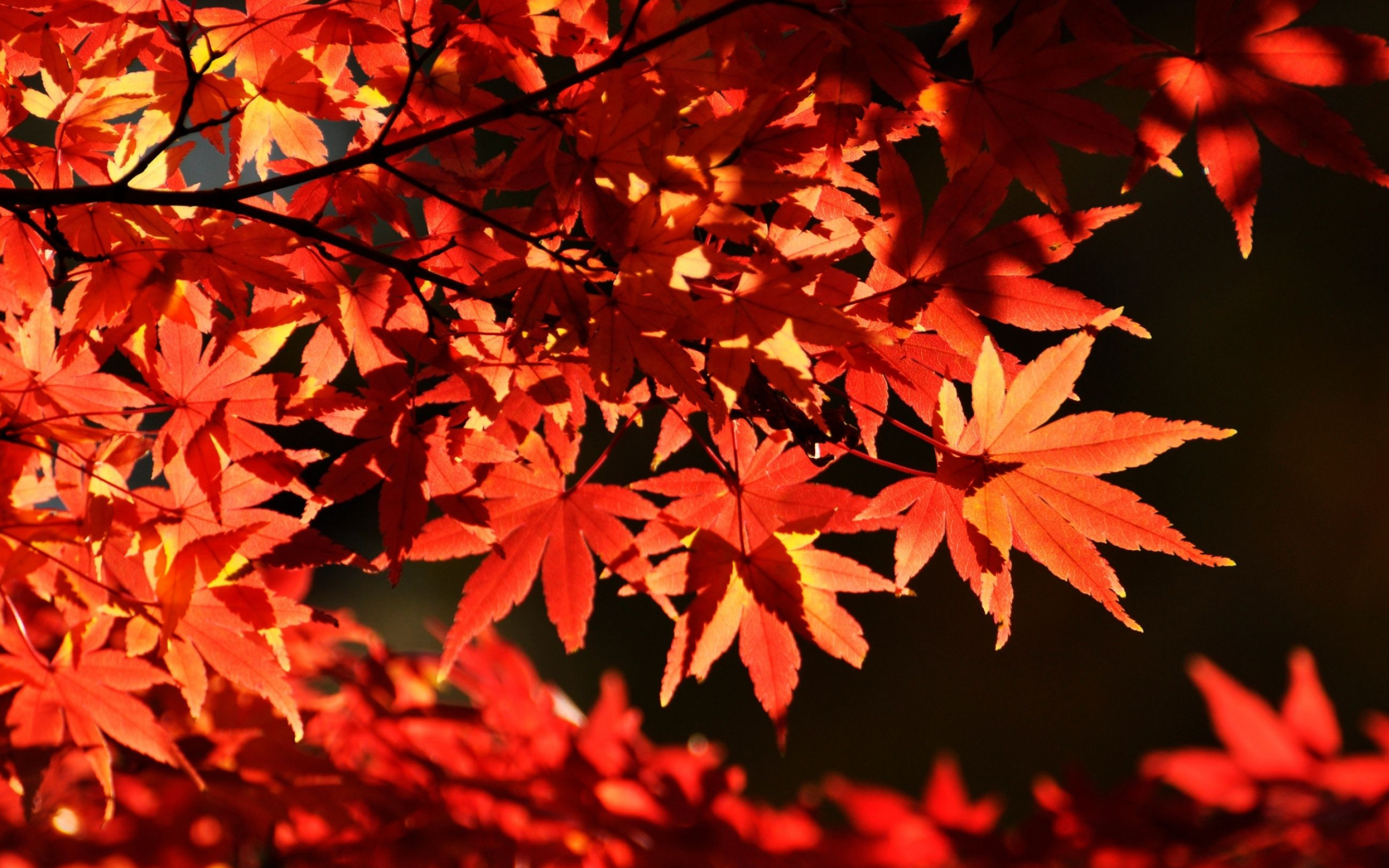 Maple leaf tree wallpapers, Autumn, Leaves, Nature, 2880x1800 HD Desktop