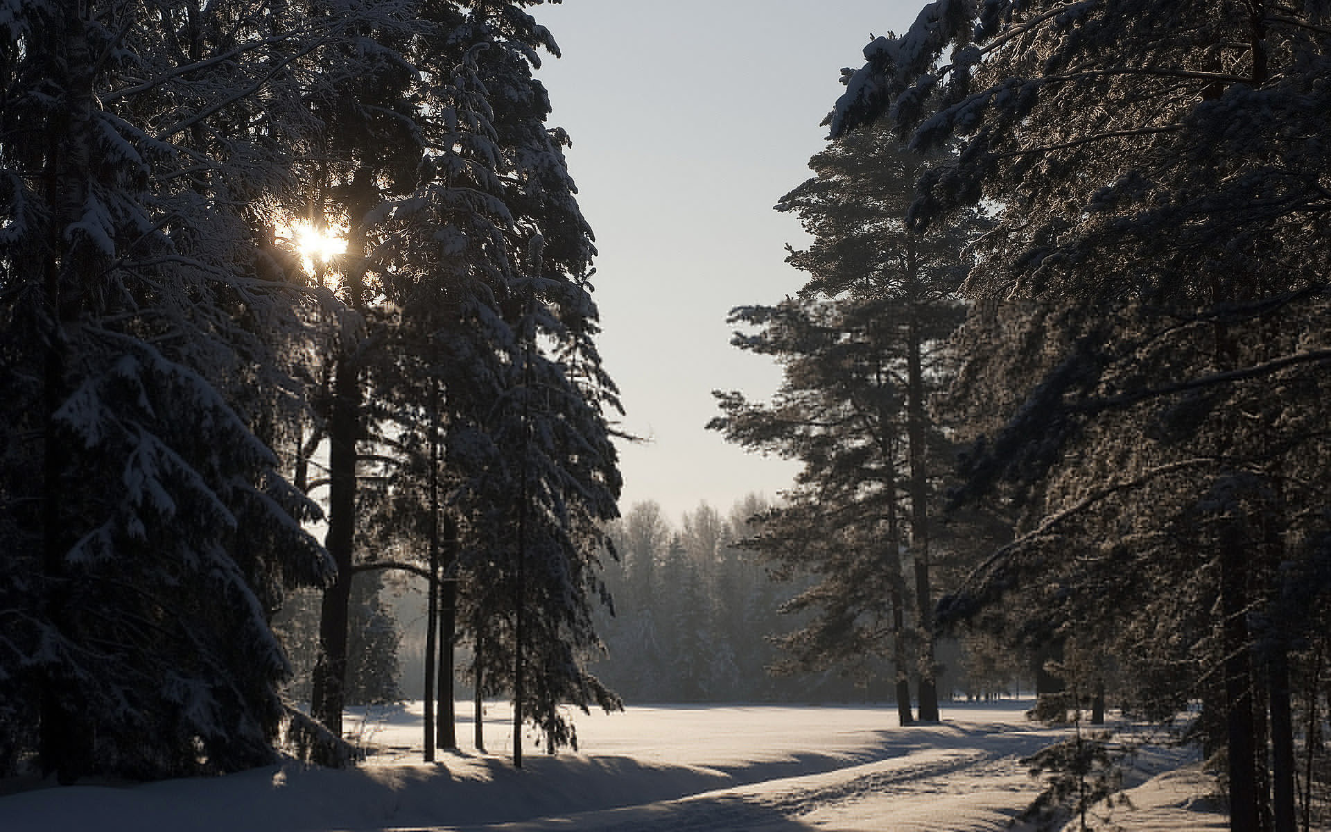 Snowy spruce forest, Winter's charm, Breathtaking scenery, Natural beauty, 1920x1200 HD Desktop