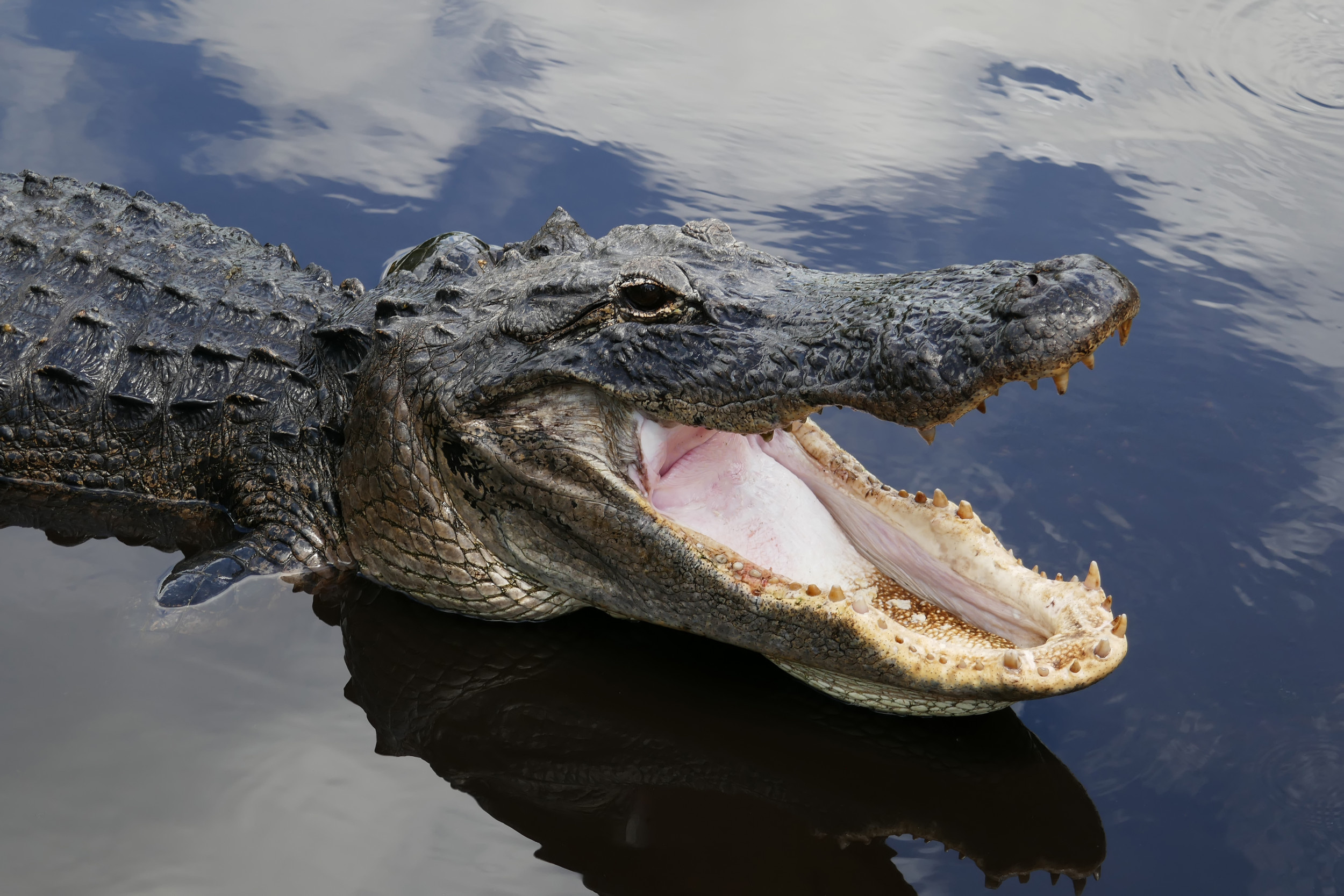 Viral video, Escaping alligator, Zoo encounter, Fascinating story, 2500x1670 HD Desktop