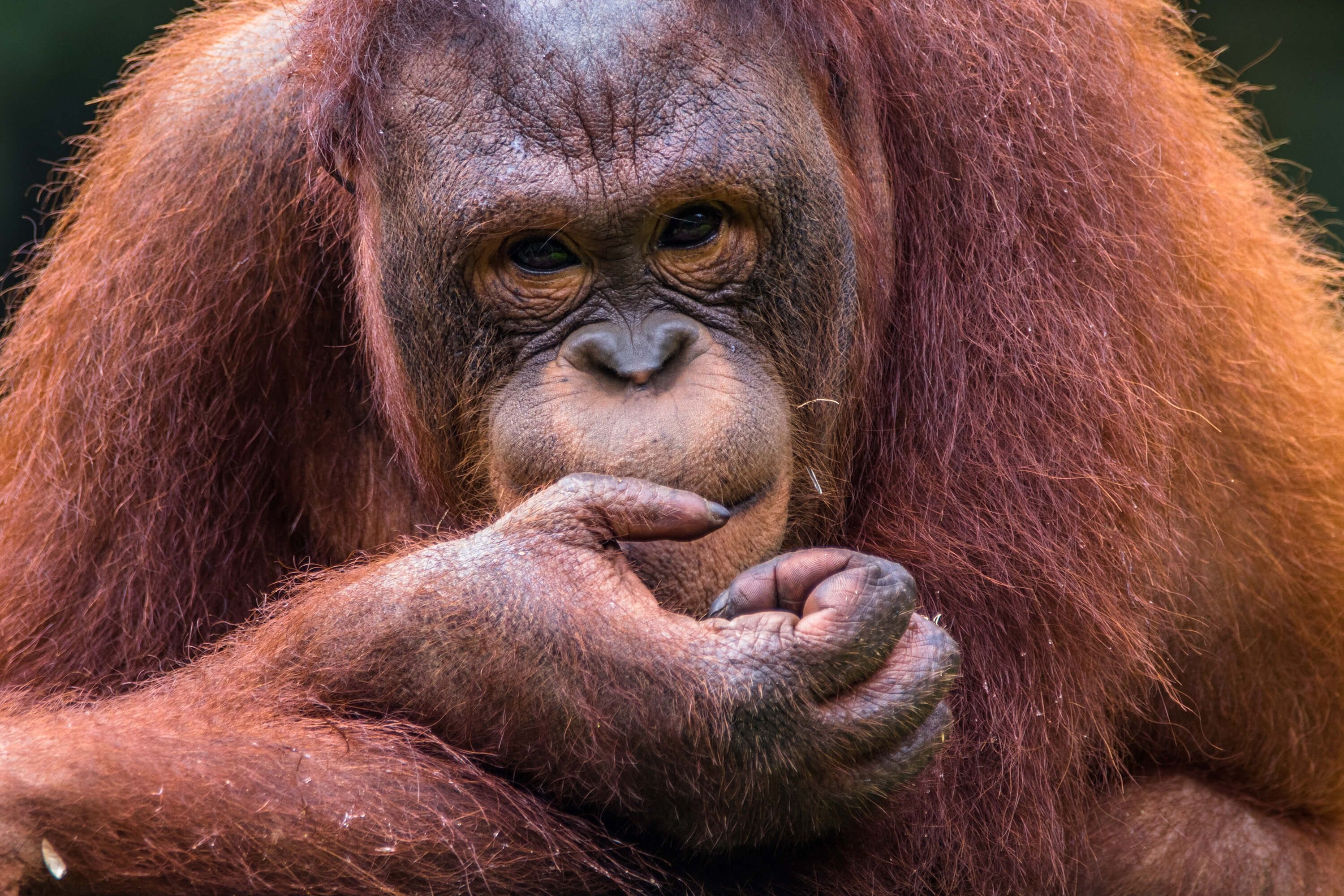 Orangutan, Borneo's beauty, Photo wallpaper, Wildlife treasure, 3000x2000 HD Desktop