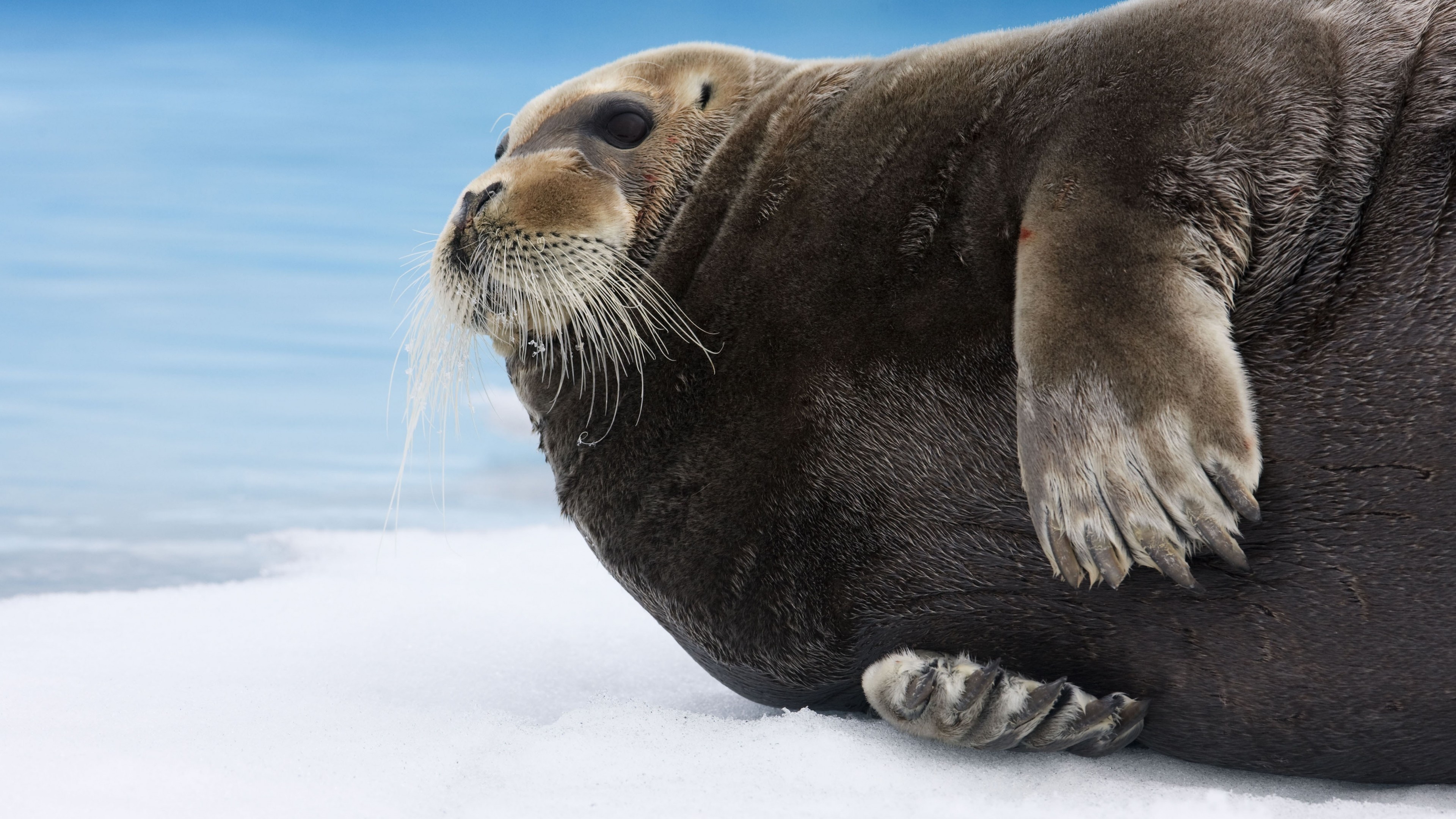 Bearded seal, Arctic Pacific, Blue white water, Animal tourism, 3840x2160 4K Desktop