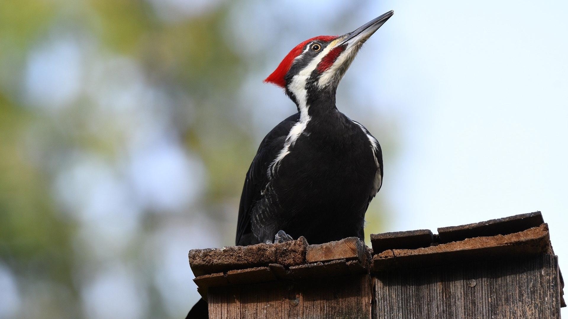 Pileated woodpecker, Animal of the day, Nature's marvel, Unique creature, 1920x1080 Full HD Desktop