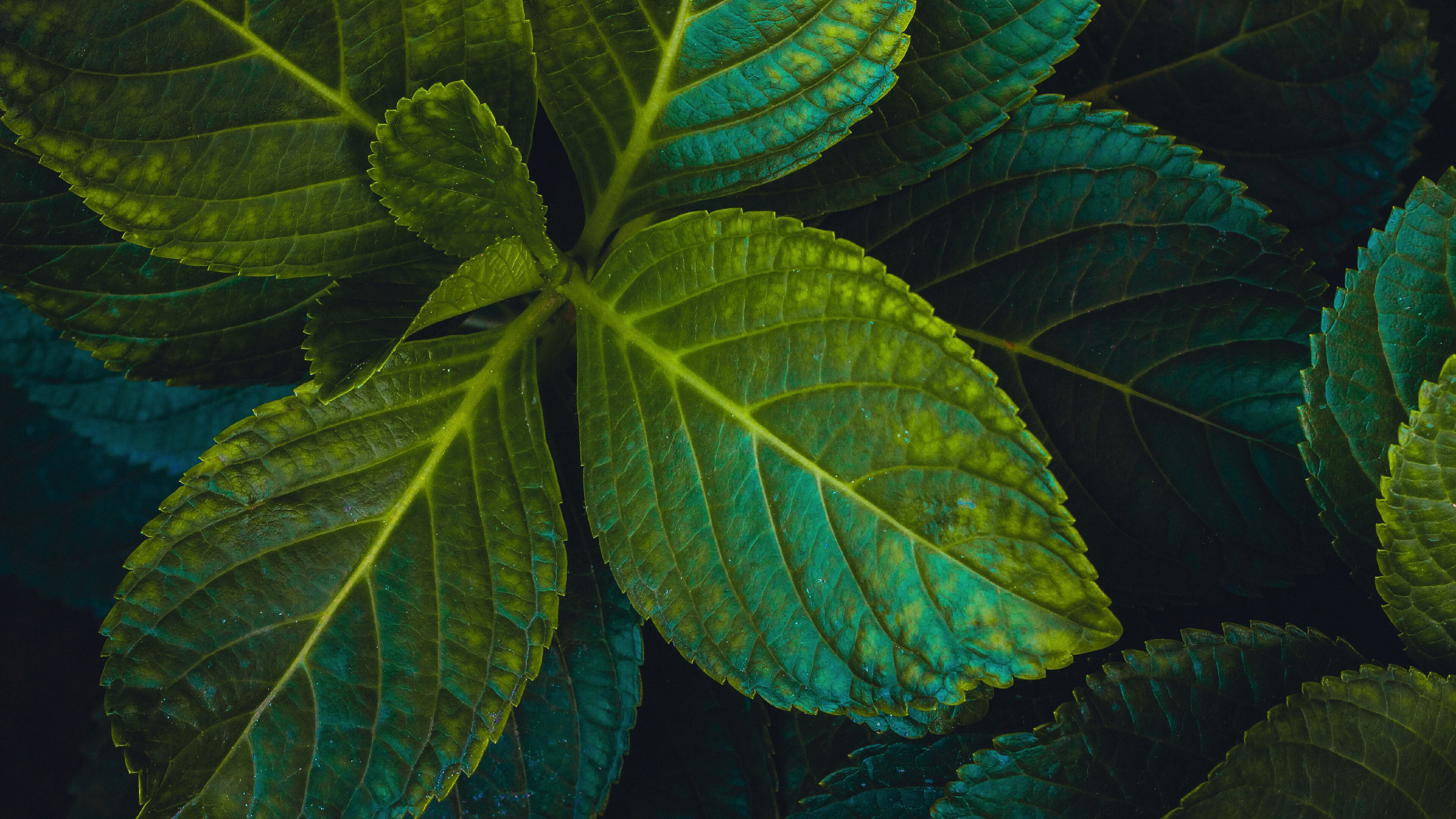 Leaves: Lamina, Photosynthesis, Food manufacturing process in green plants. 3840x2160 4K Wallpaper.
