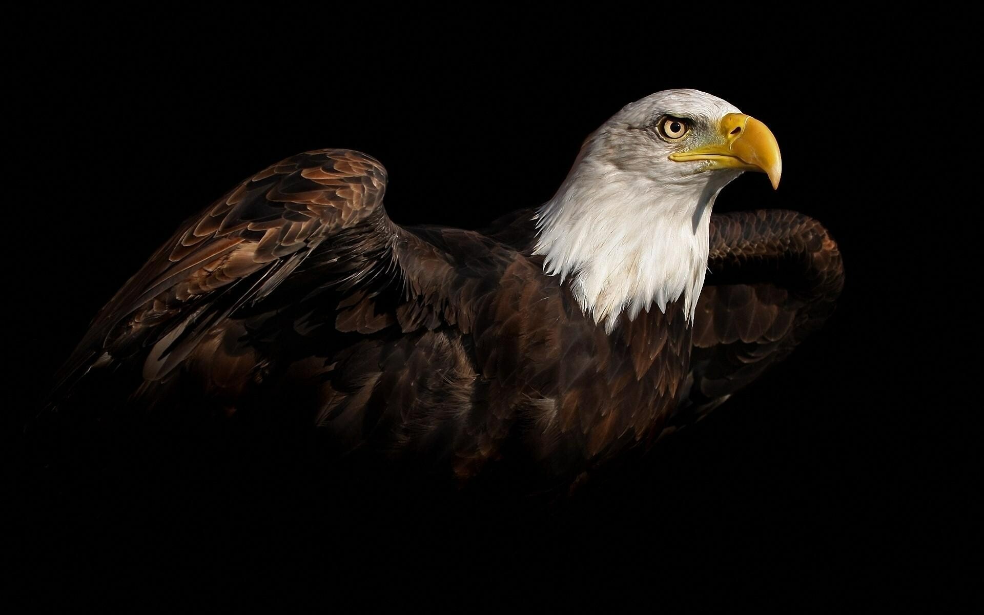 Eagle: Sight is the strongest of all eagle senses. 1920x1200 HD Wallpaper.