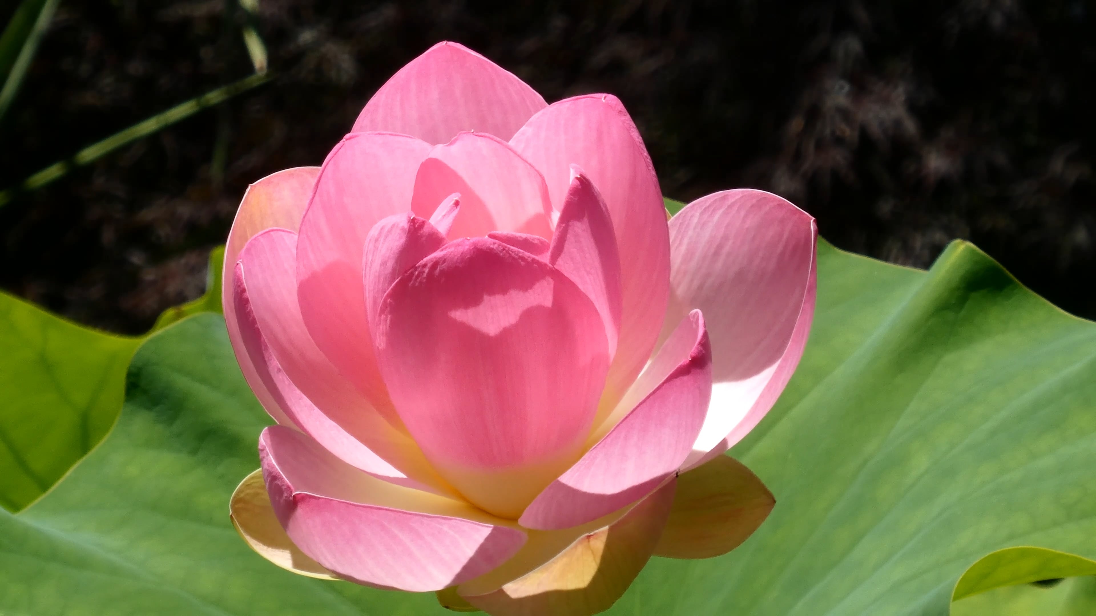 Close-up of a lotus flower, 3840x2160 4K Desktop